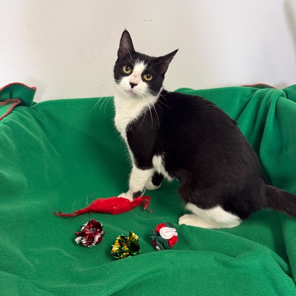 Enlarge Jelly Bean, a Adoptable Domestic Short Hair in Houston, TX image 2/4