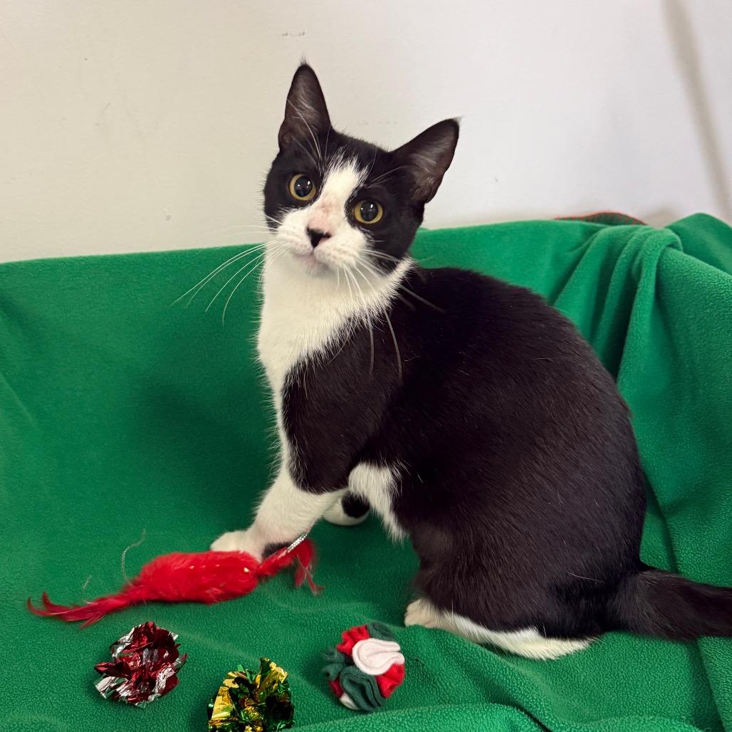 Enlarge Jelly Bean, a Adoptable Domestic Short Hair in Houston, TX image 3/4