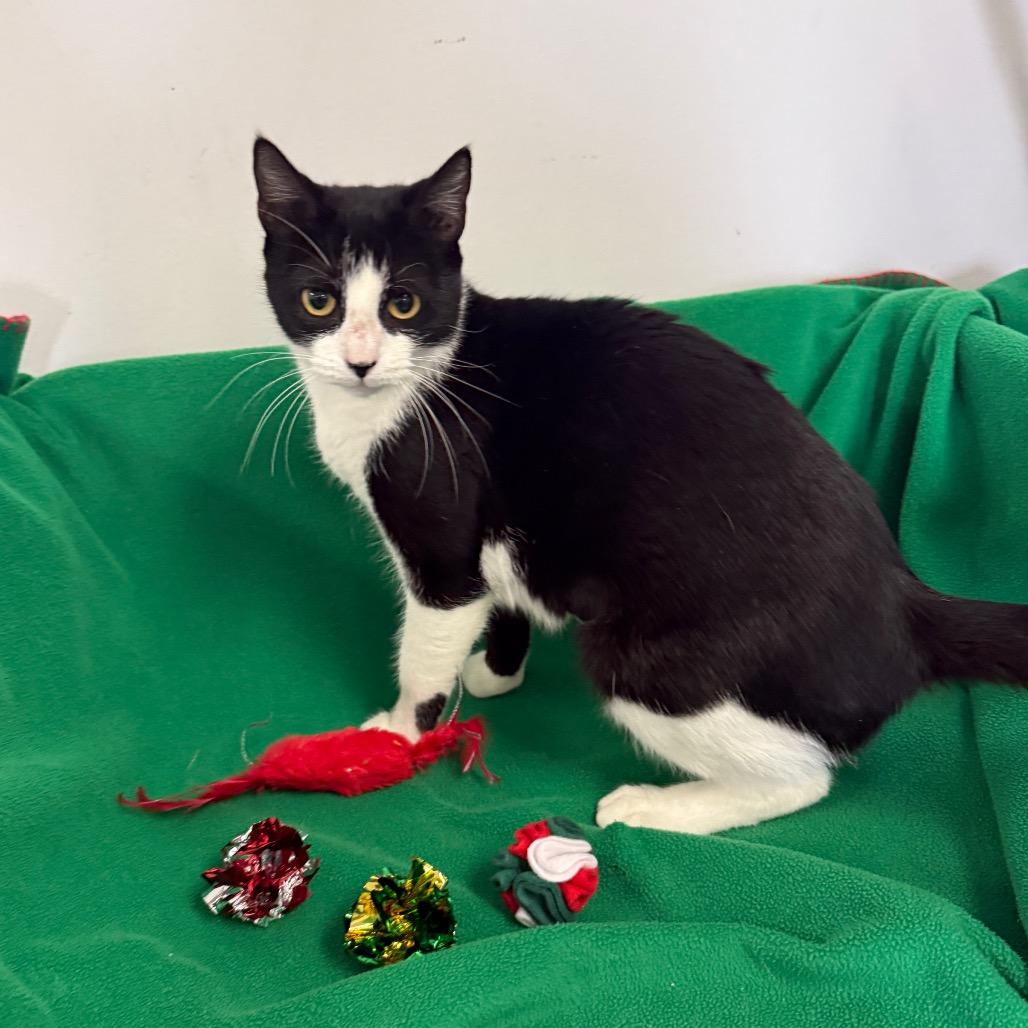 Enlarge Jelly Bean, a Adoptable Domestic Short Hair in Houston, TX image 4/4