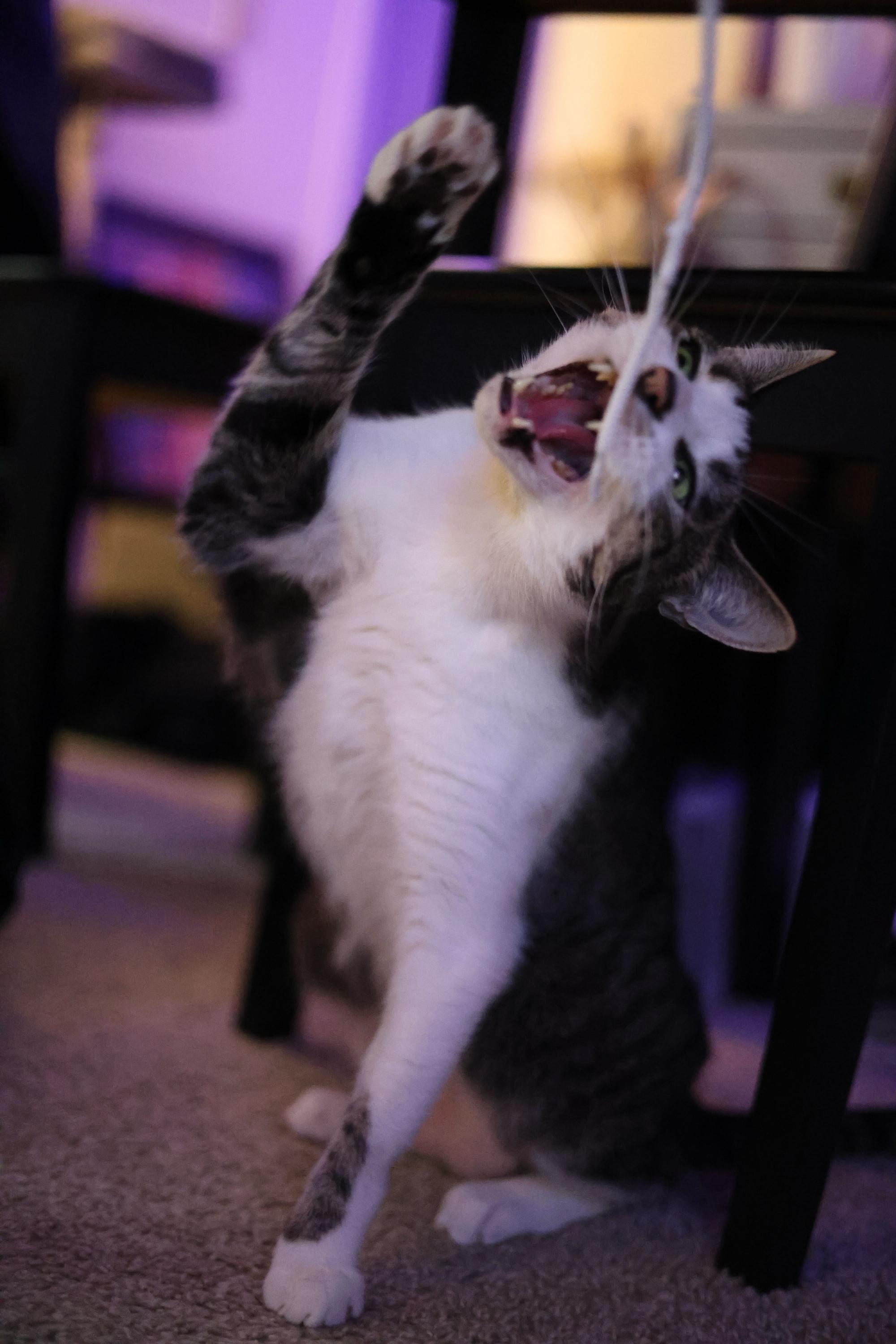 Henry, a Adoptable Domestic Short Hair in Seattle, WA image 4/6