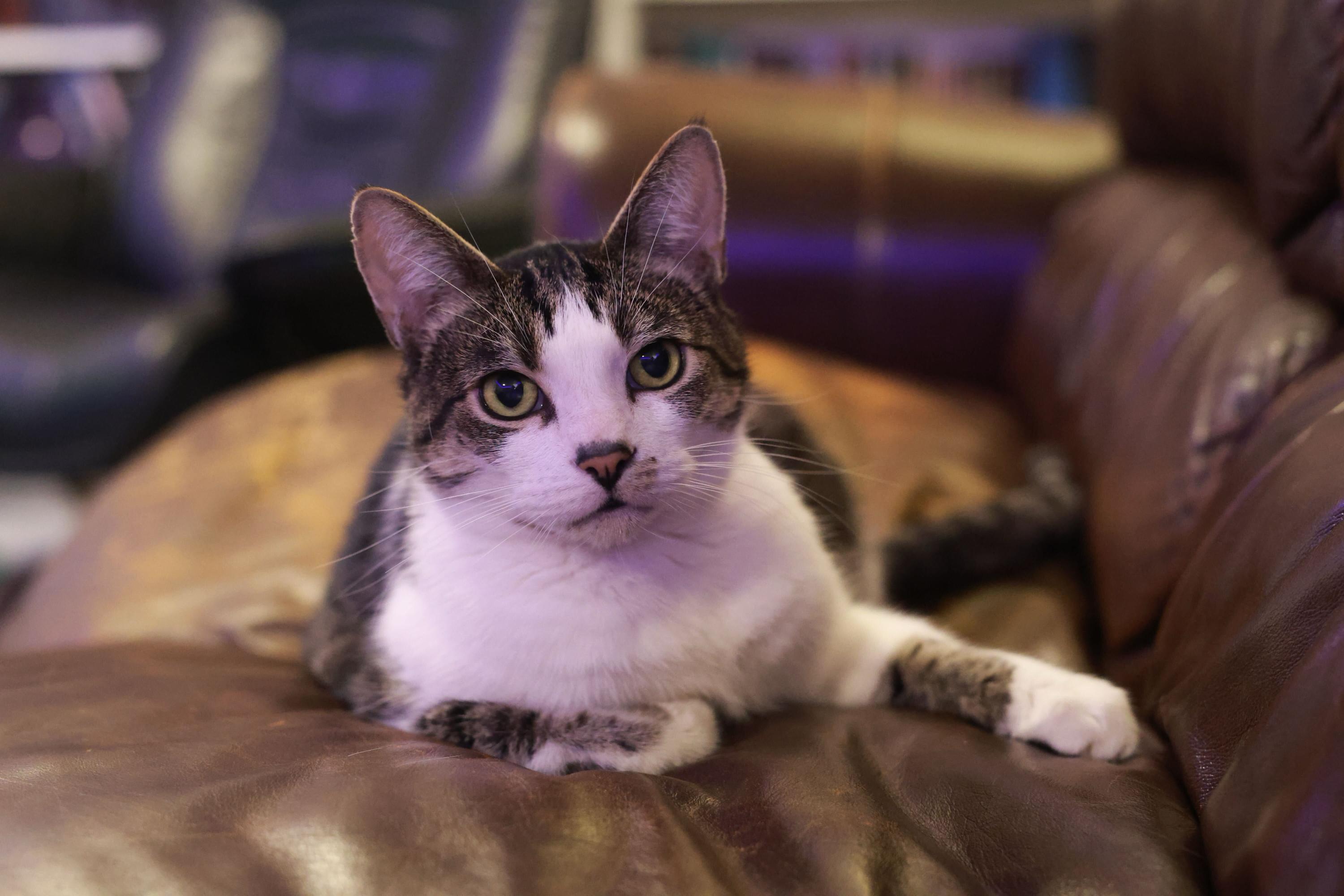 Henry, a Adoptable Domestic Short Hair in Seattle, WA image 1/6