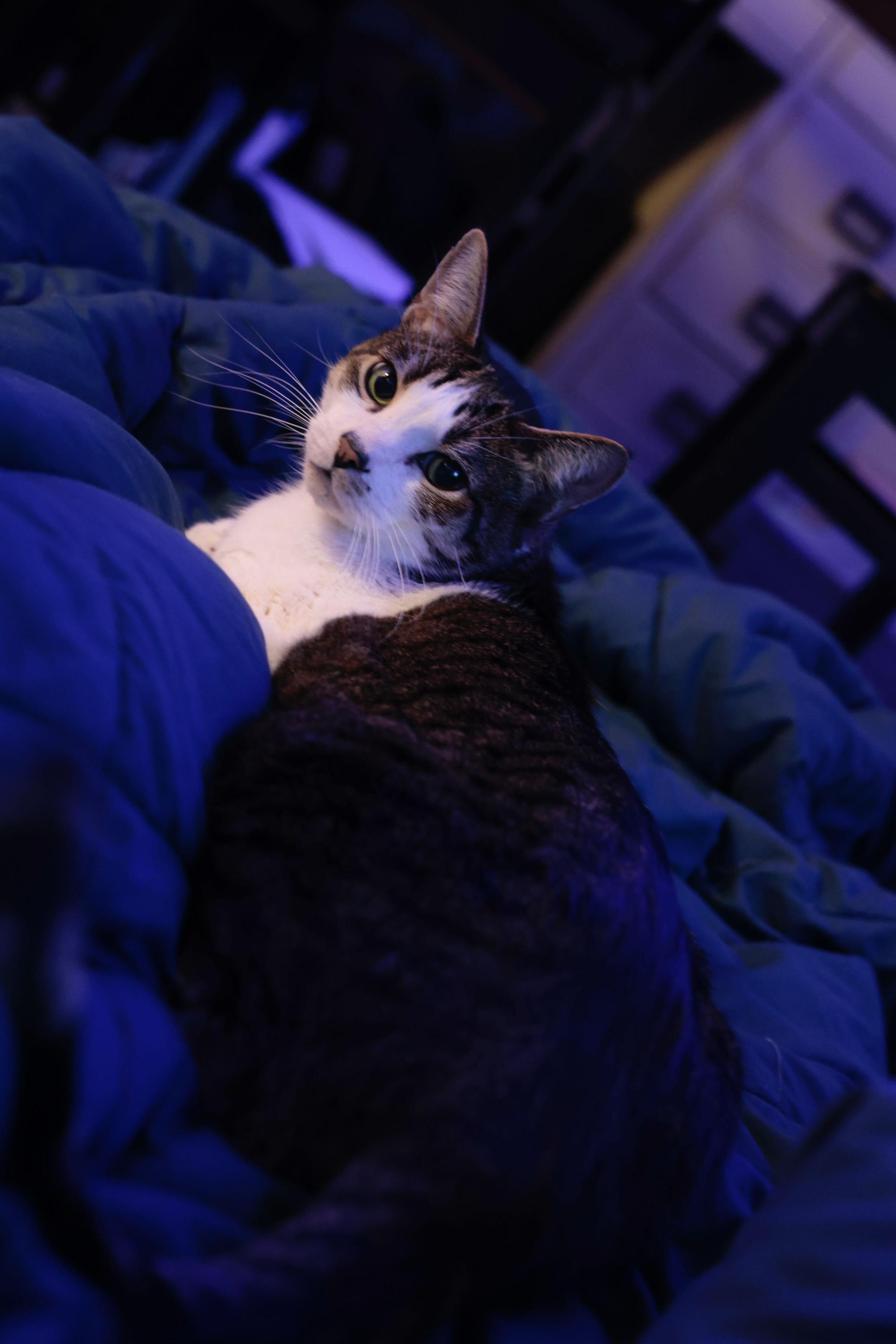 Henry, a Adoptable Domestic Short Hair in Seattle, WA image 5/6