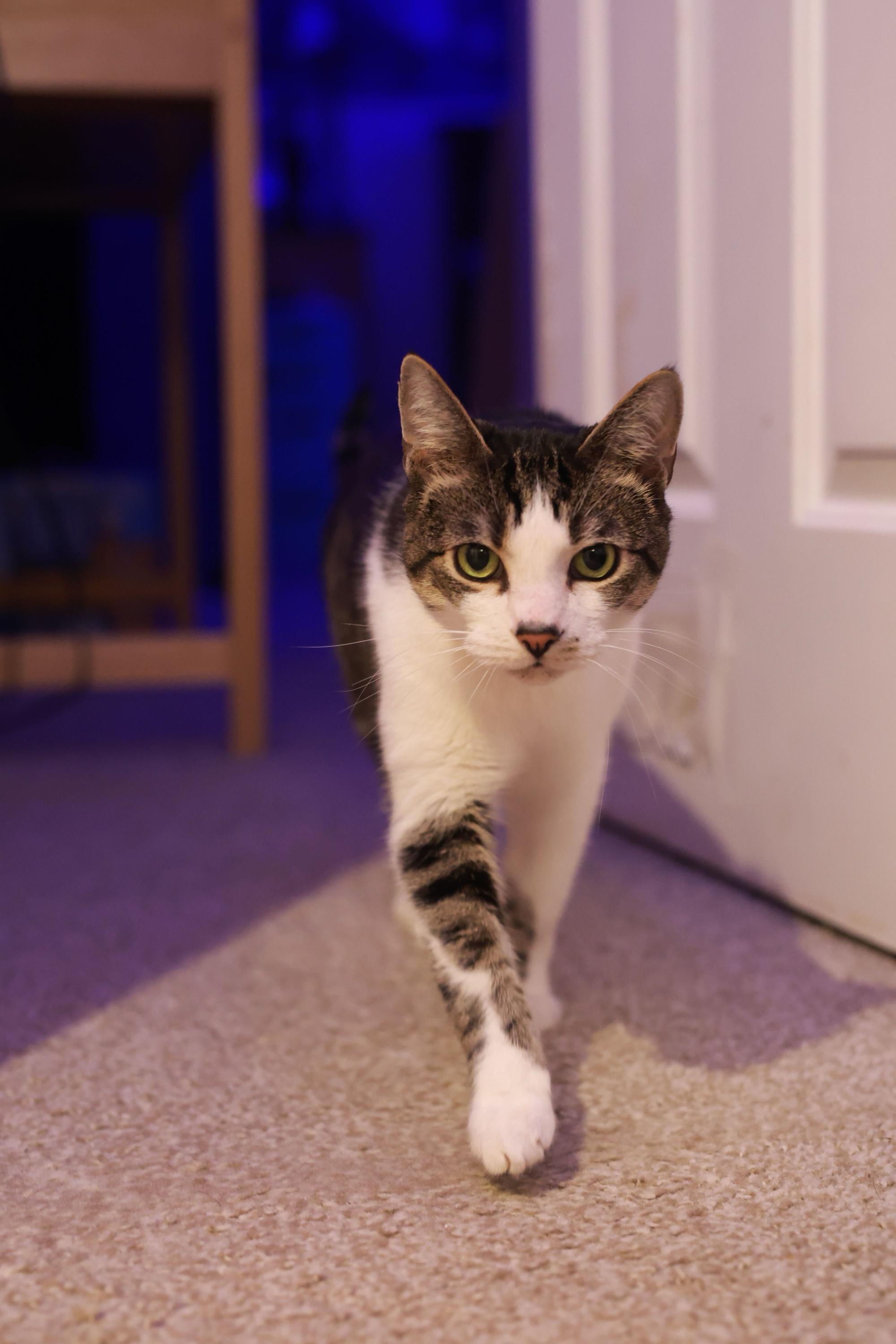 Henry, a Adoptable Domestic Short Hair in Seattle, WA image 3/6