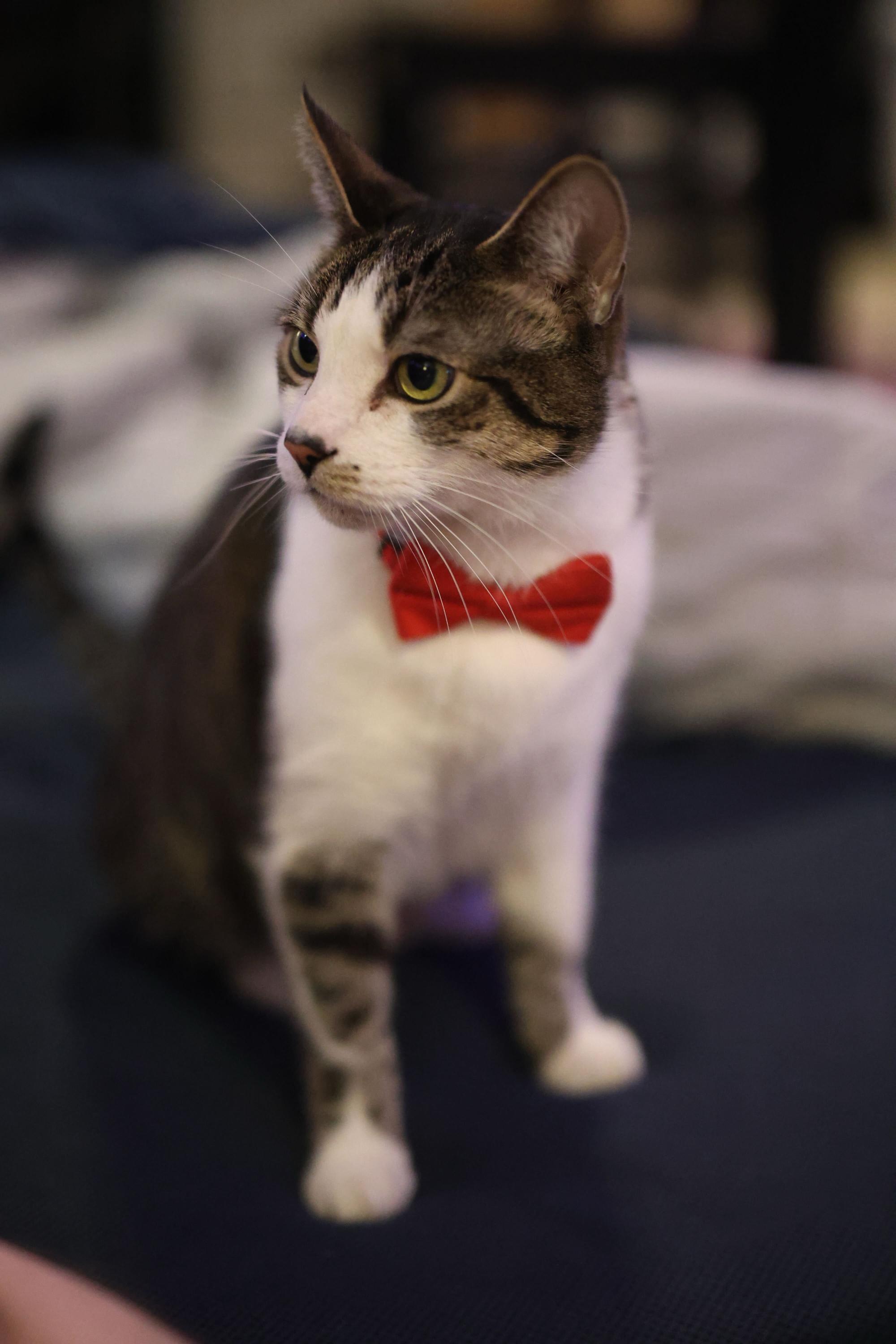 Henry, a Adoptable Domestic Short Hair in Seattle, WA image 2/6