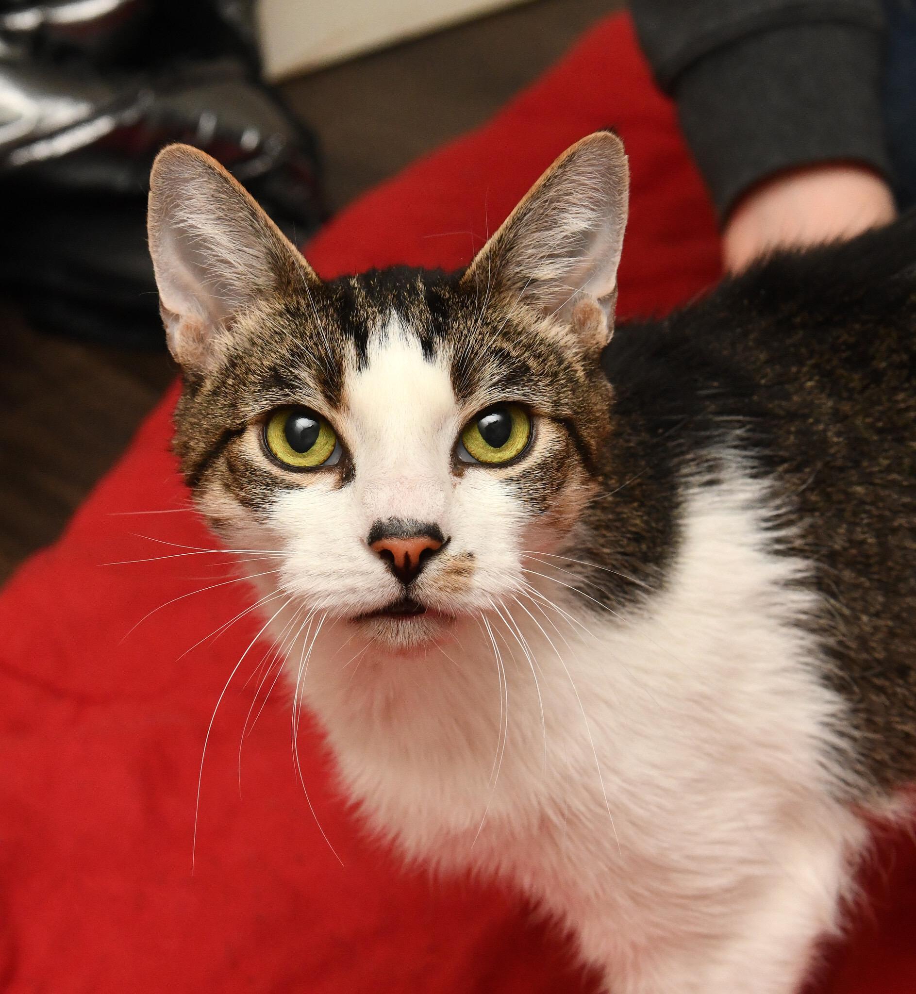 Henry, adoptable, Senior Male Domestic Short Hair.