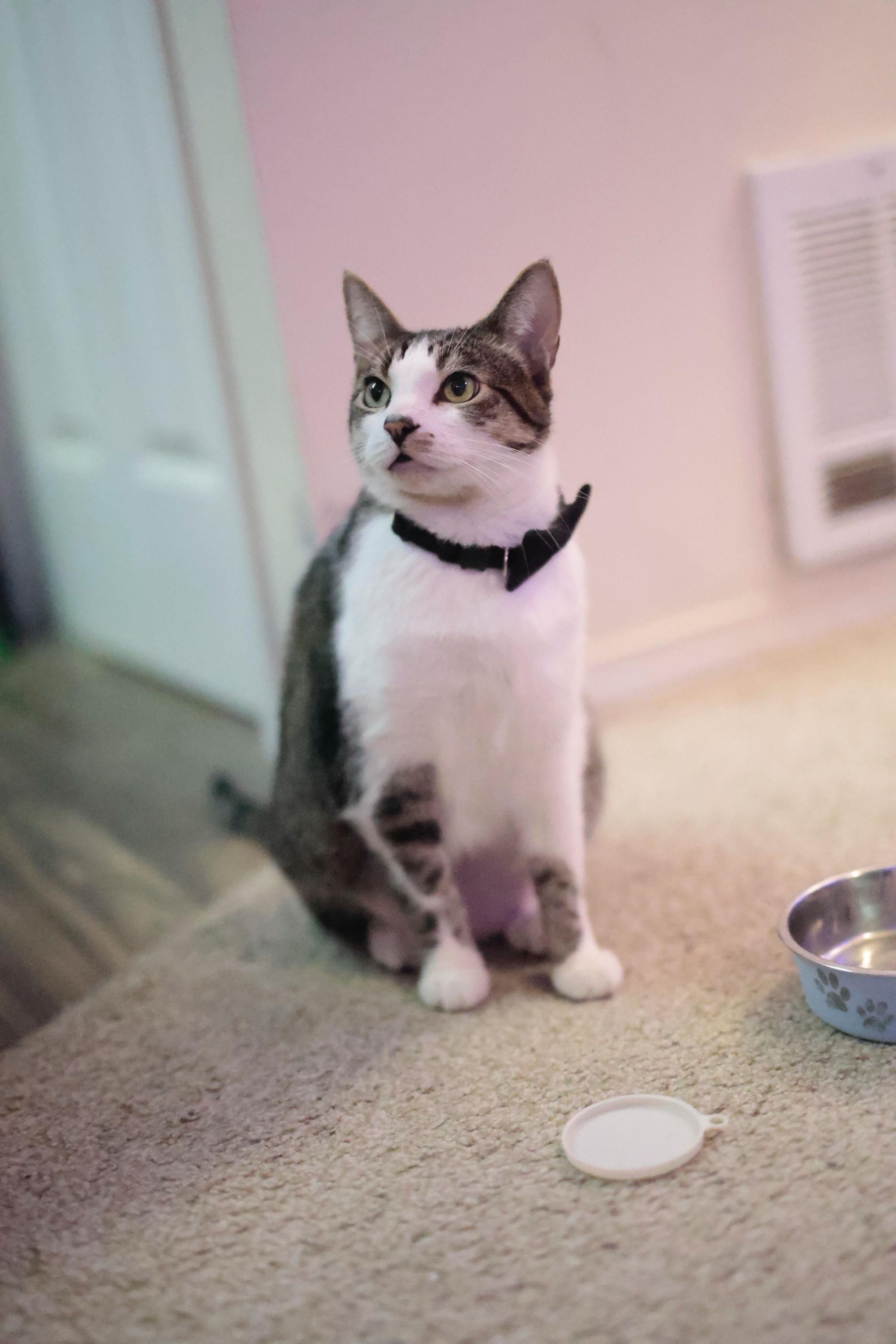 Henry, a Adoptable Domestic Short Hair in Seattle, WA image 6/6