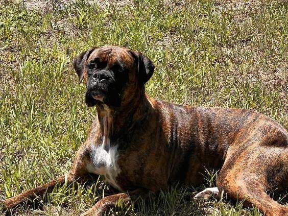 Bowser F25-019, Adopted, Young Male Boxer.