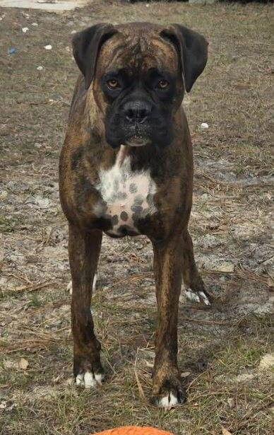 Bowser F25-019, a Adopted Boxer in Crestview, FL image 2/3