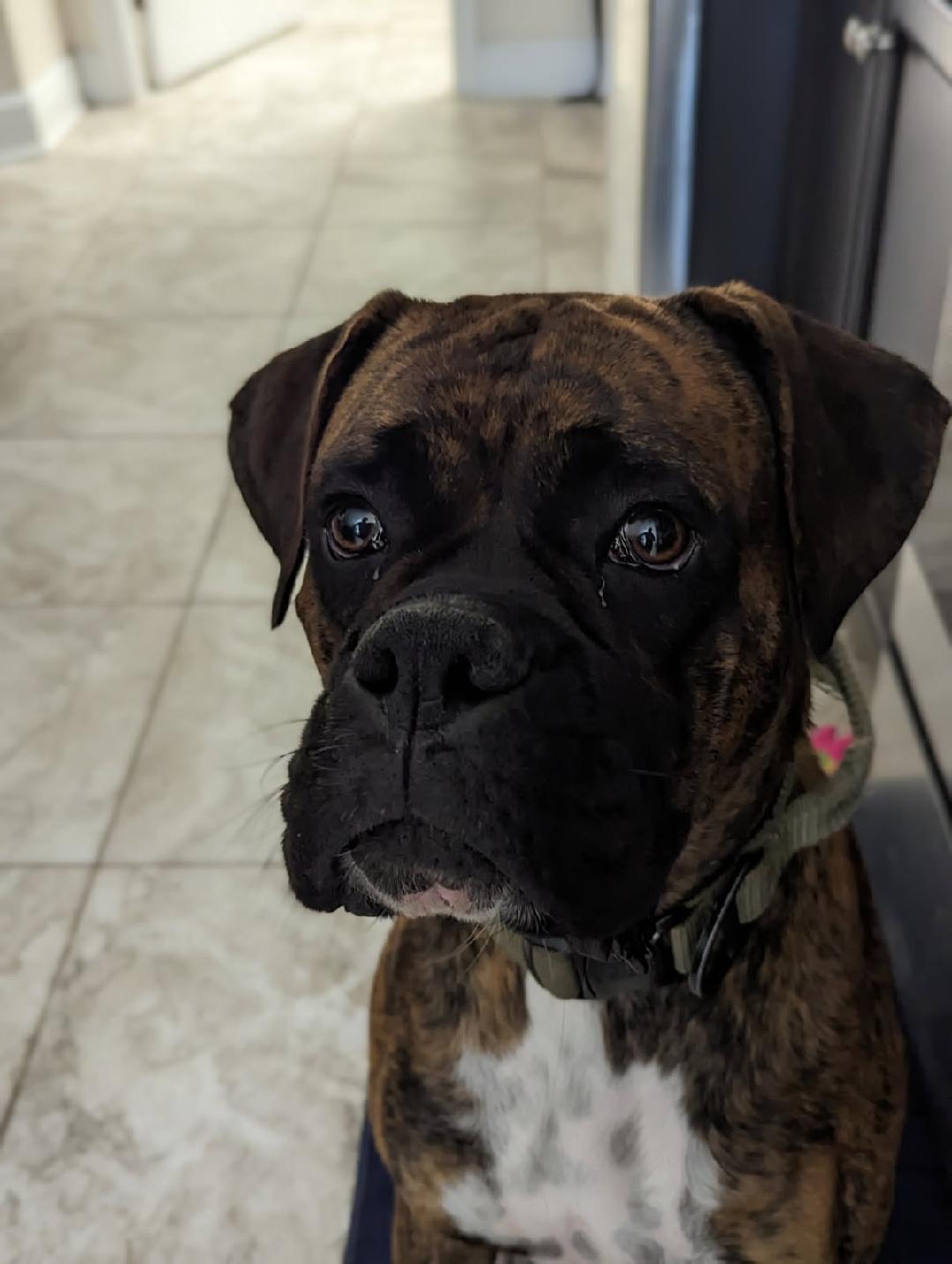 Bowser F25-019, a Adopted Boxer in Crestview, FL image 3/3