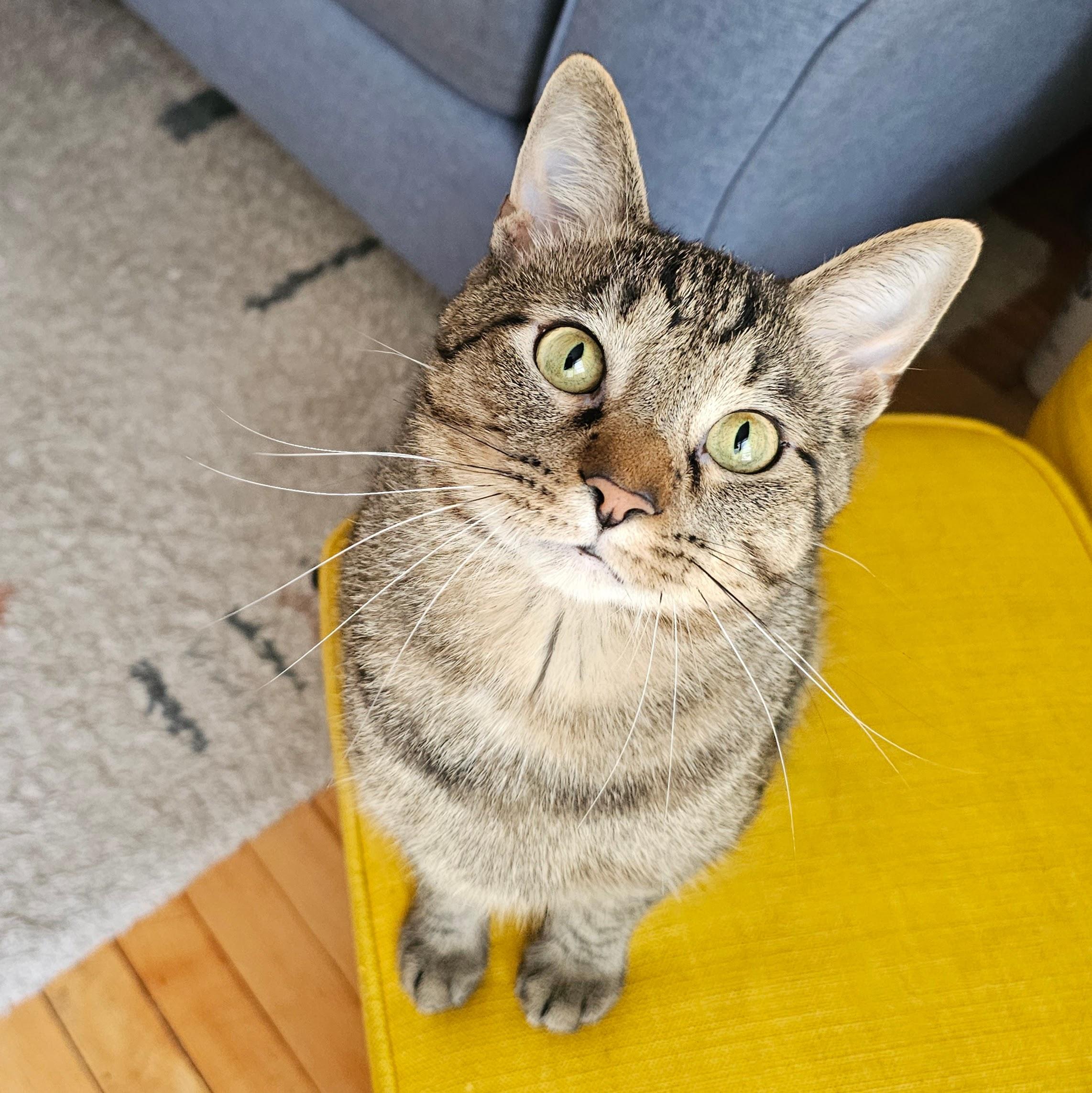 Enlarge Einstein, a Adoptable Tabby in Chicago, IL image 3/6