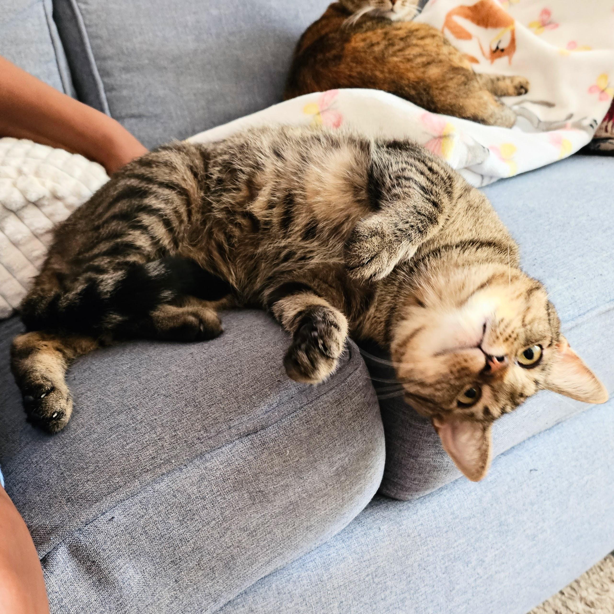 Einstein, Adoptable, Adult Male Tabby.