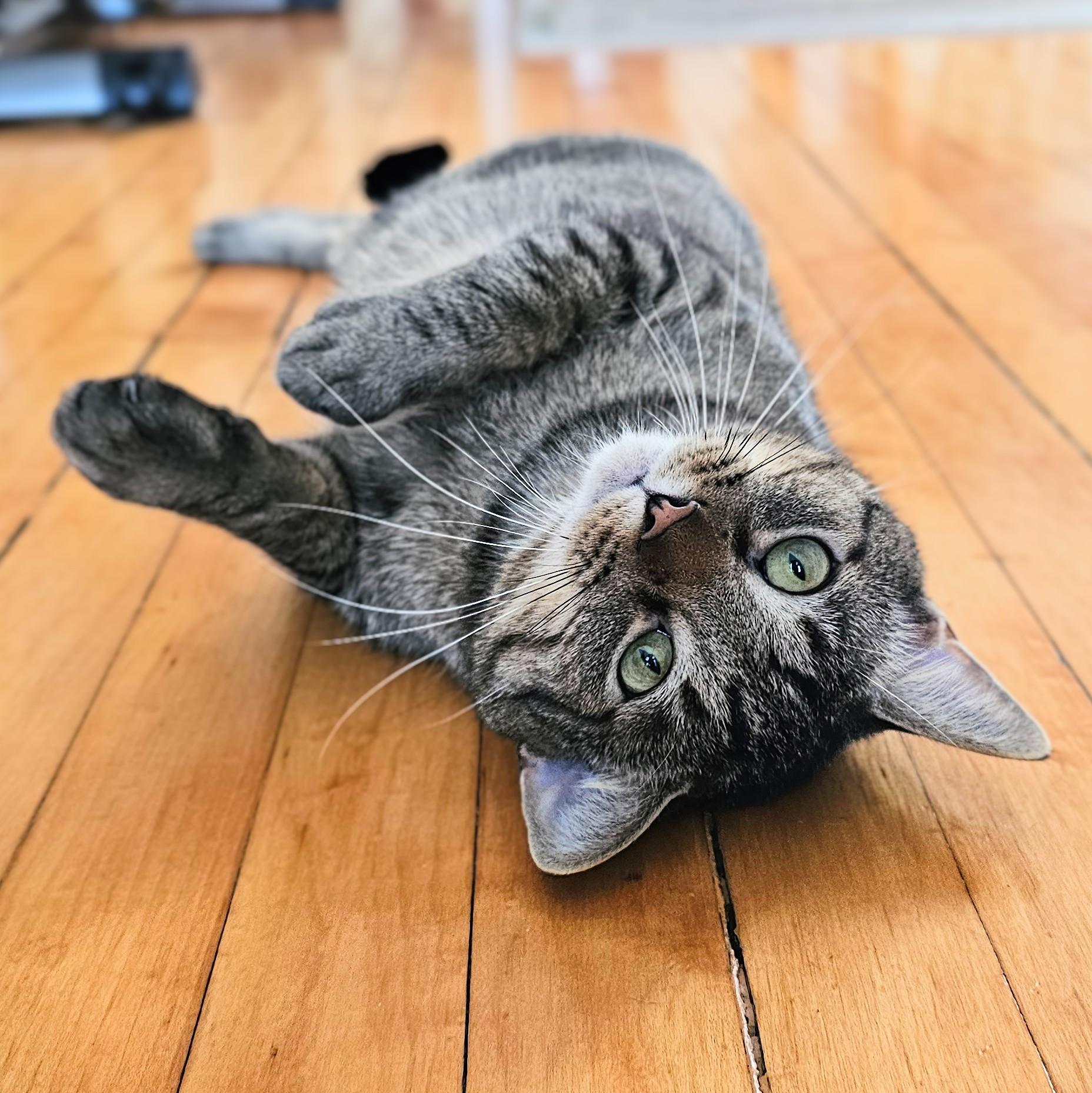 Enlarge Einstein, a Adoptable Tabby in Chicago, IL image 4/6