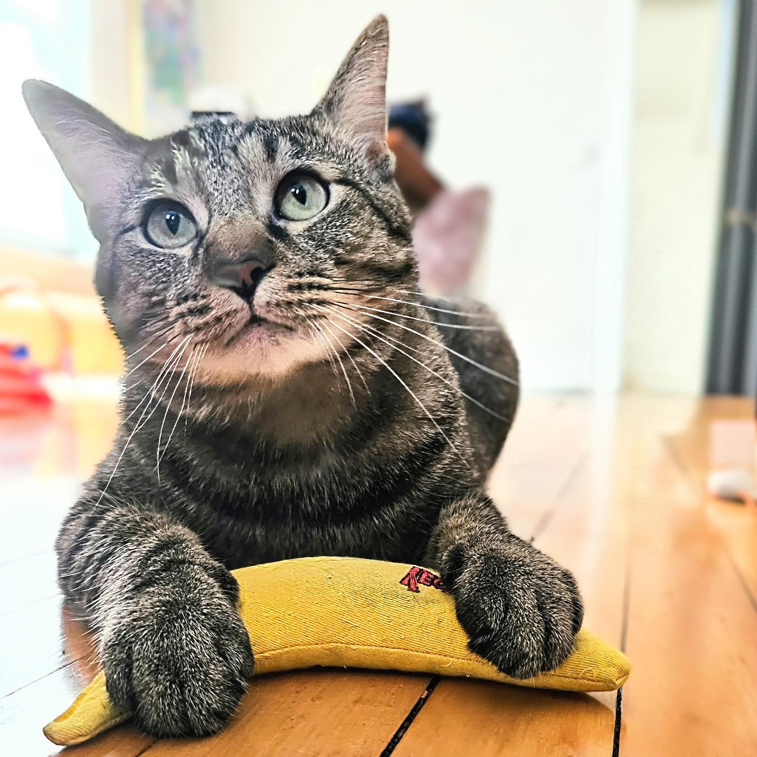 Enlarge Einstein, a Adoptable Tabby in Chicago, IL image 6/6