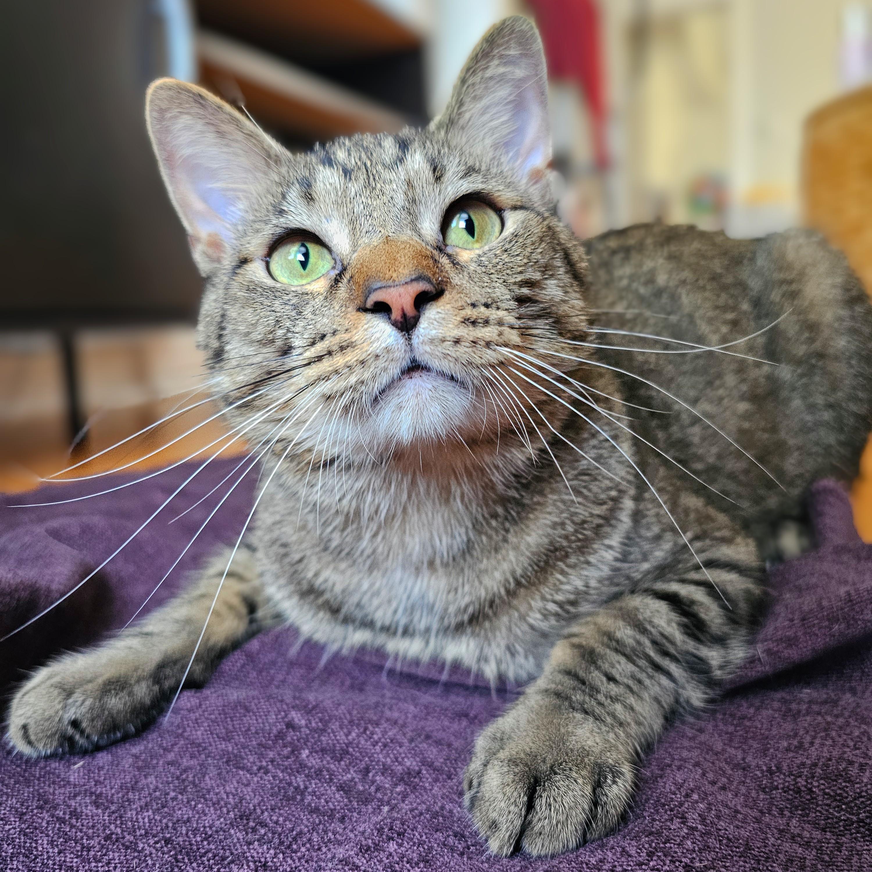 Enlarge Einstein, a Adoptable Tabby in Chicago, IL image 2/6