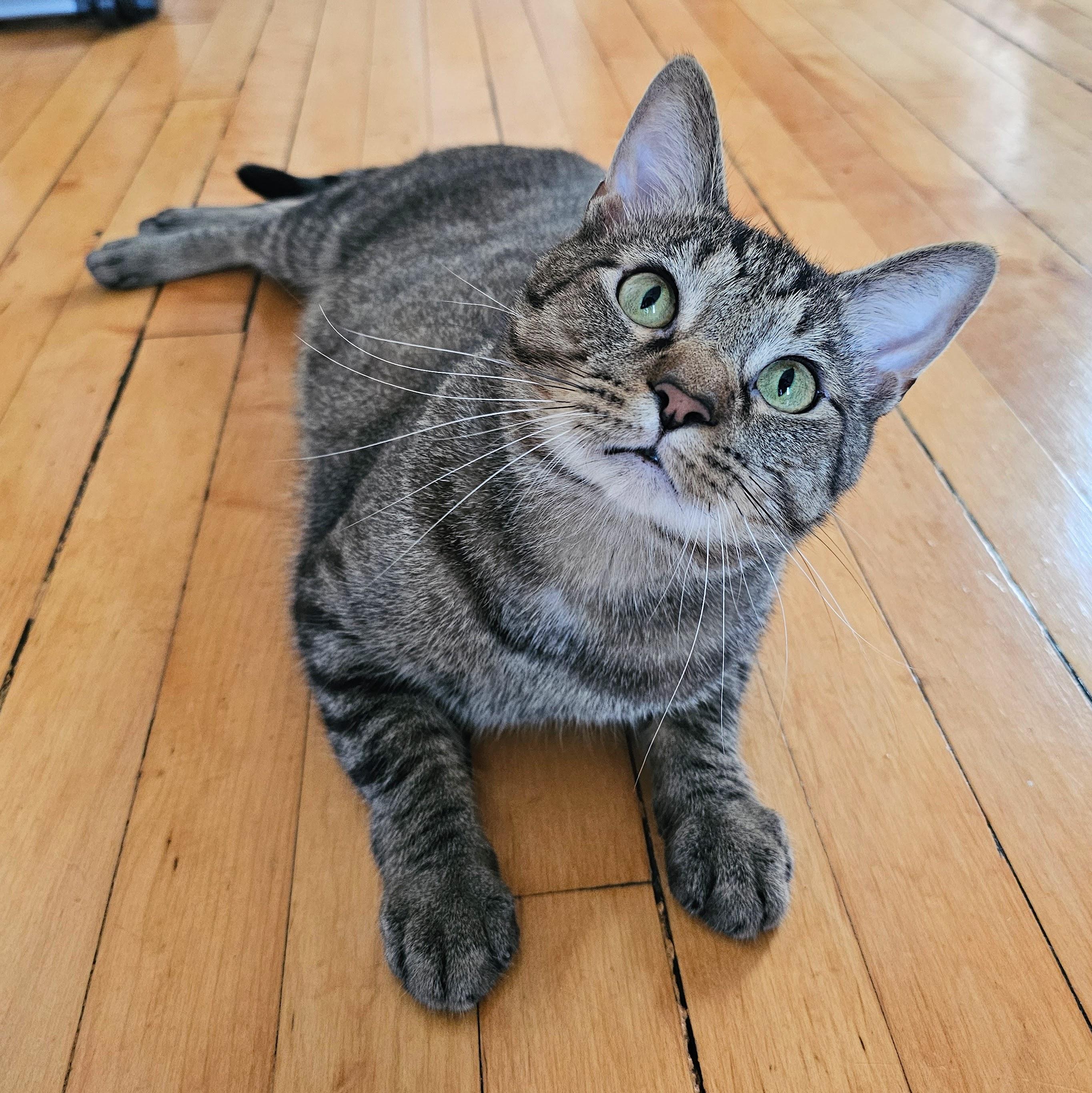 Enlarge Einstein, a Adoptable Tabby in Chicago, IL image 5/6