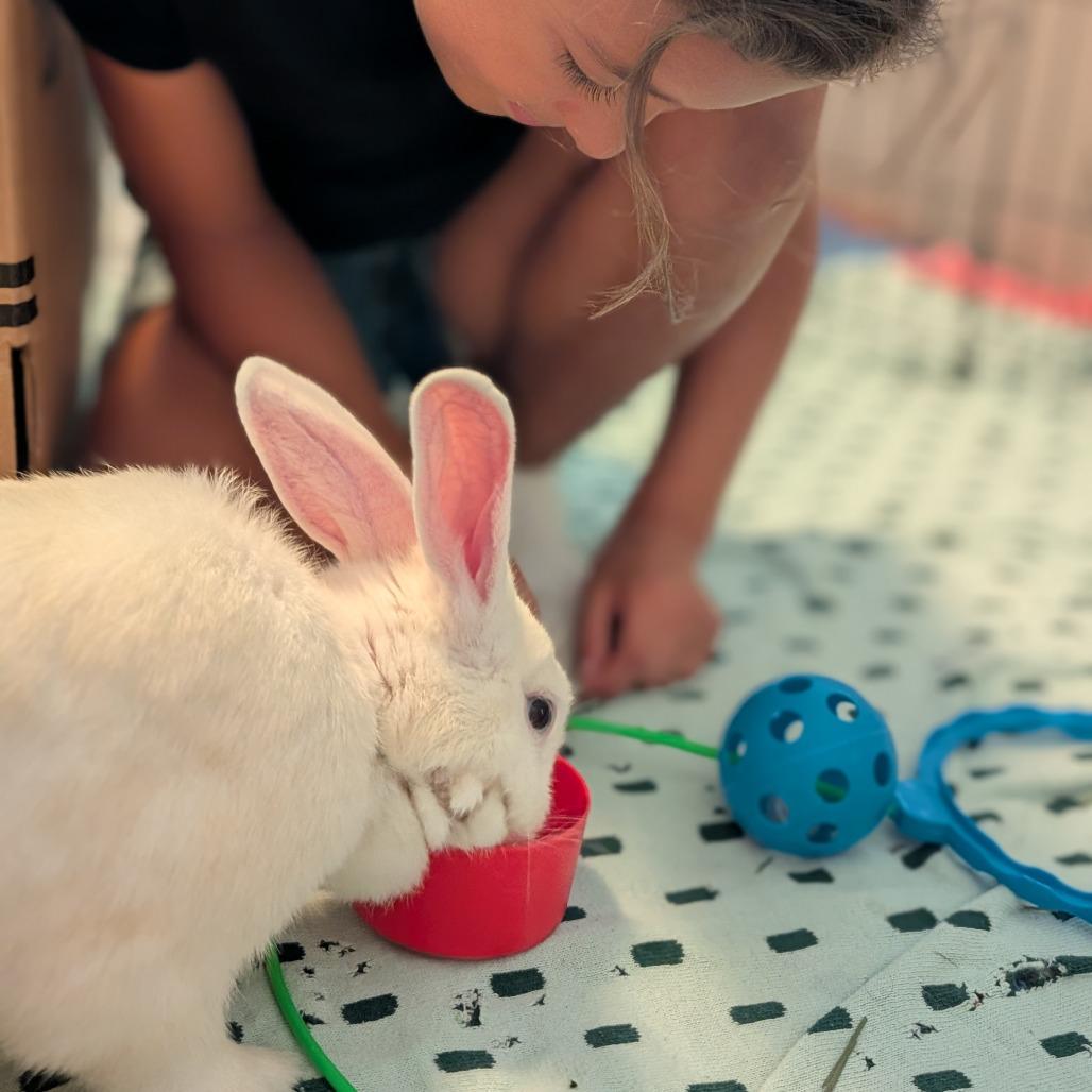 Enlarge Morticia, a Adoptable Bunny Rabbit in Richmond, CA image 2/6