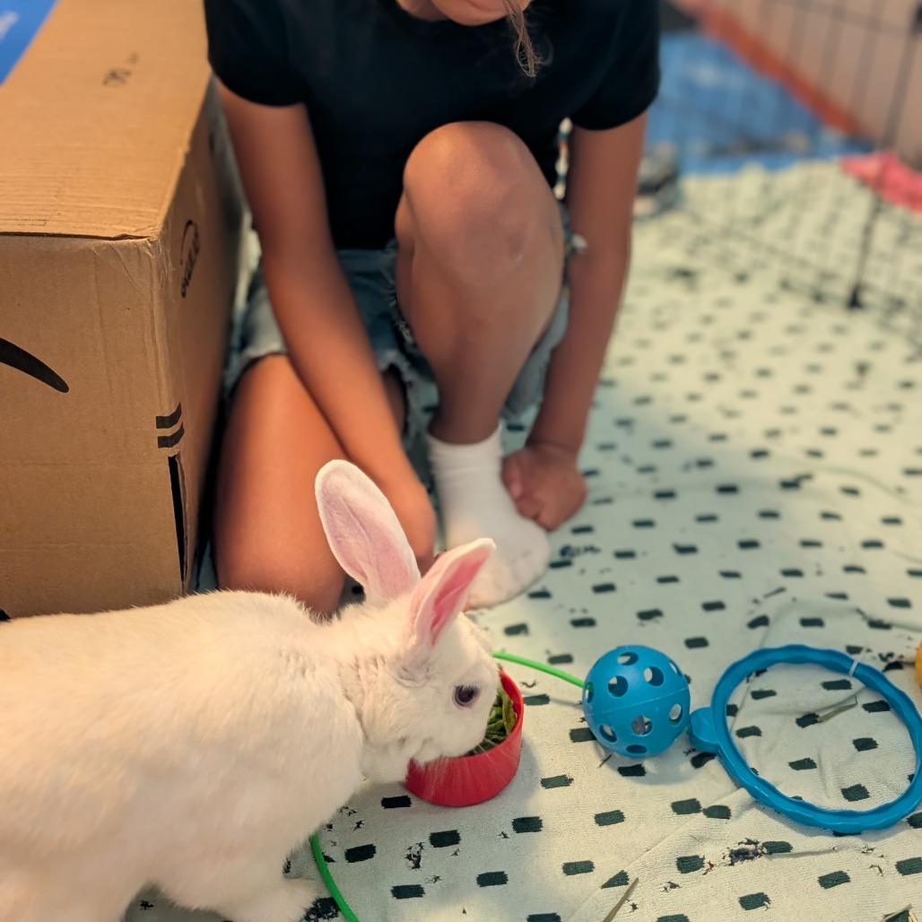 Enlarge Morticia, a Adoptable Bunny Rabbit in Richmond, CA image 3/6