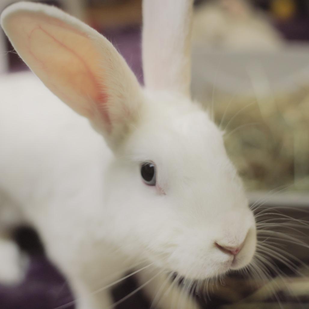 Enlarge Morticia, a Adoptable Bunny Rabbit in Richmond, CA image 5/6