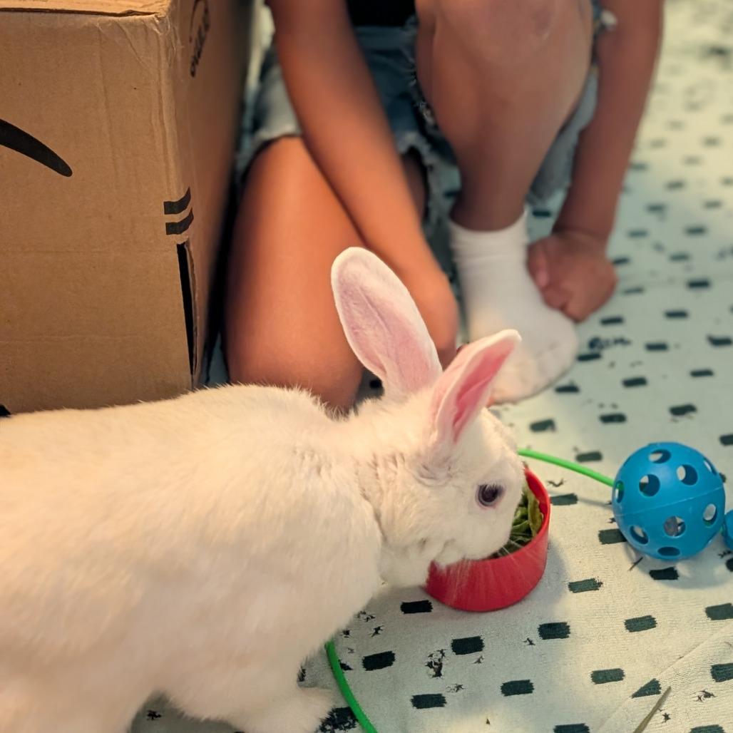 Enlarge Morticia, a Adoptable Bunny Rabbit in Richmond, CA image 6/6