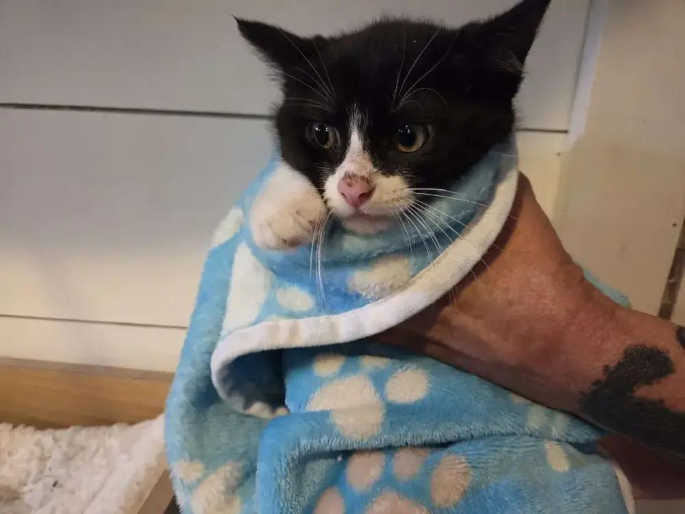 Lara, a Adoptable Domestic Short Hair in Grand Rapids, MI image 1/6