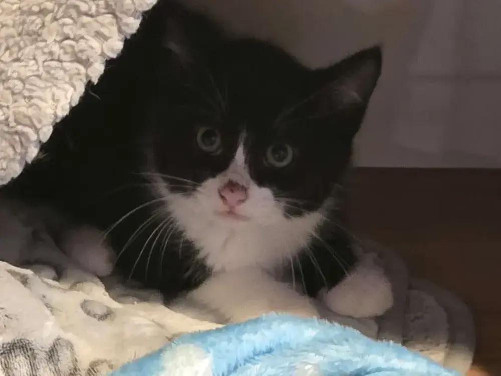 Lara, a Adoptable Domestic Short Hair in Grand Rapids, MI image 2/6