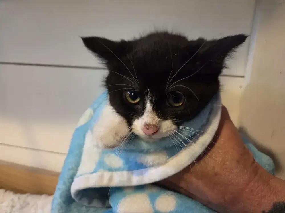 Lara, a Adoptable Domestic Short Hair in Grand Rapids, MI image 3/6