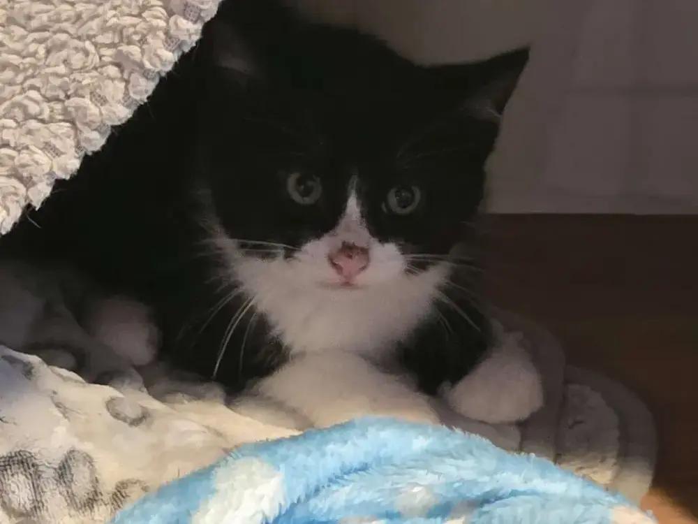 Lara, a Adoptable Domestic Short Hair in Grand Rapids, MI image 5/6