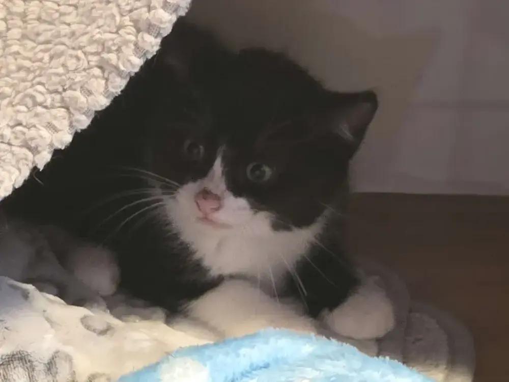 Lara, a Adoptable Domestic Short Hair in Grand Rapids, MI image 6/6