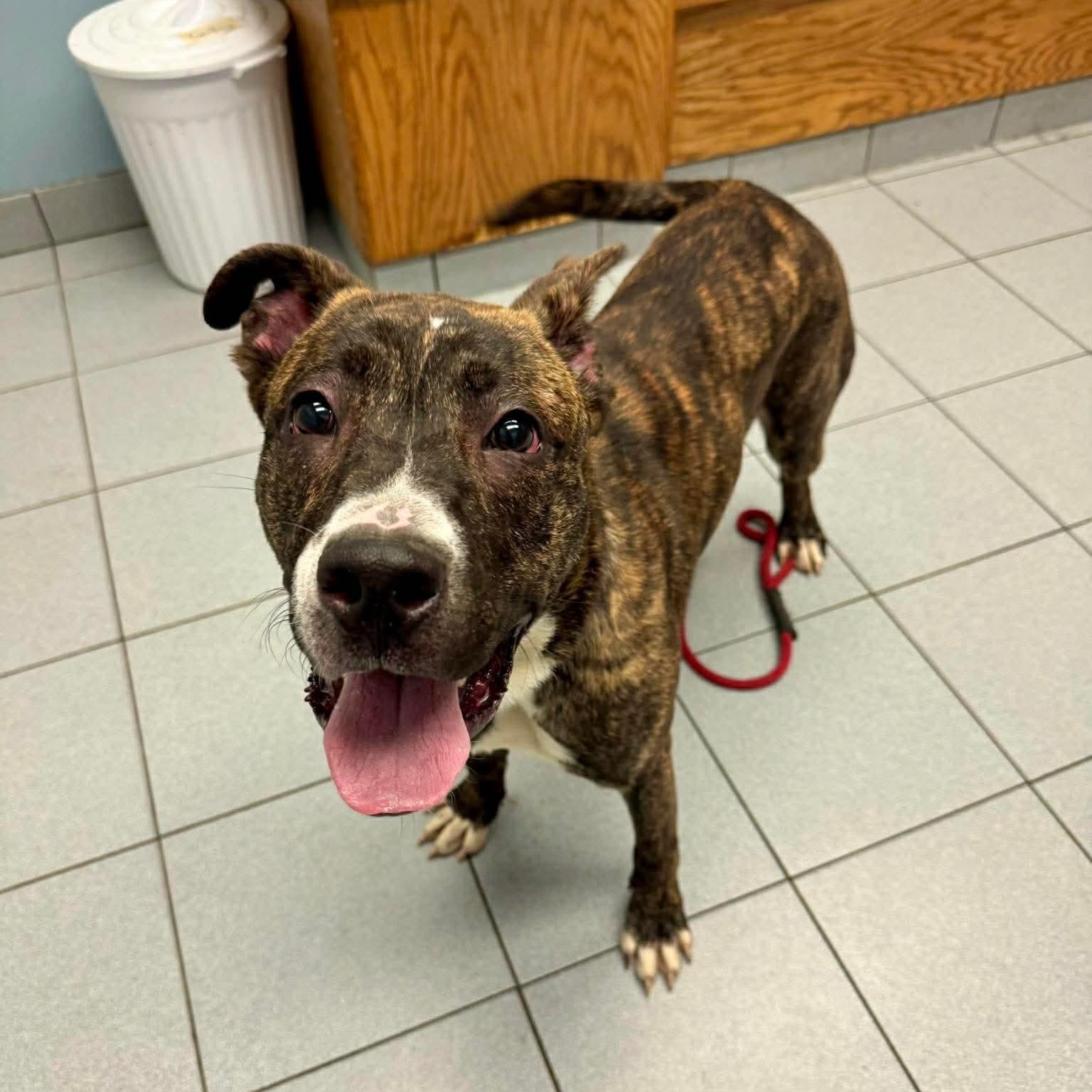Enlarge Boomerang, a Adoptable Pit Bull Terrier in Buffalo, NY image 5/6
