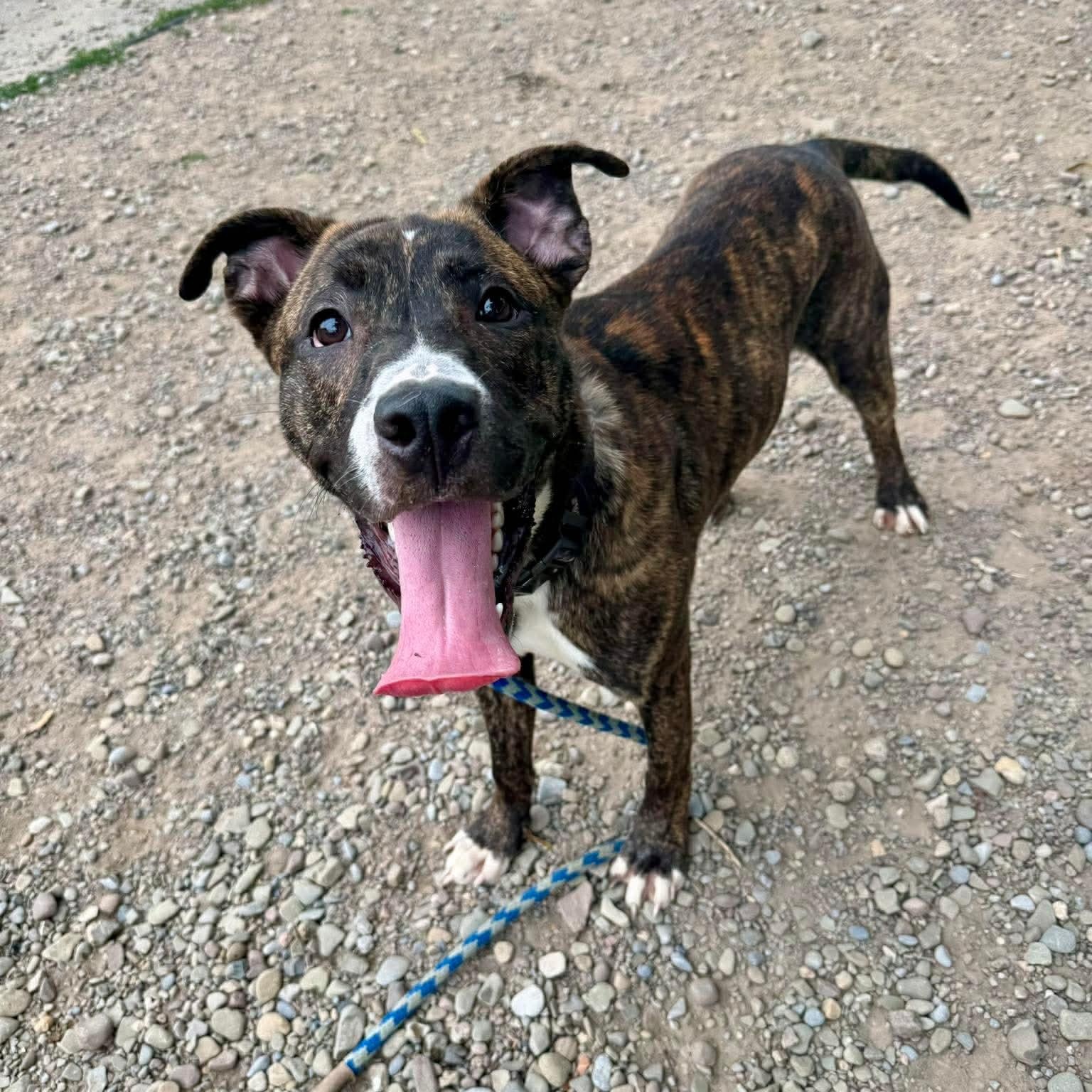 Enlarge Boomerang, a Adoptable Pit Bull Terrier in Buffalo, NY image 4/6