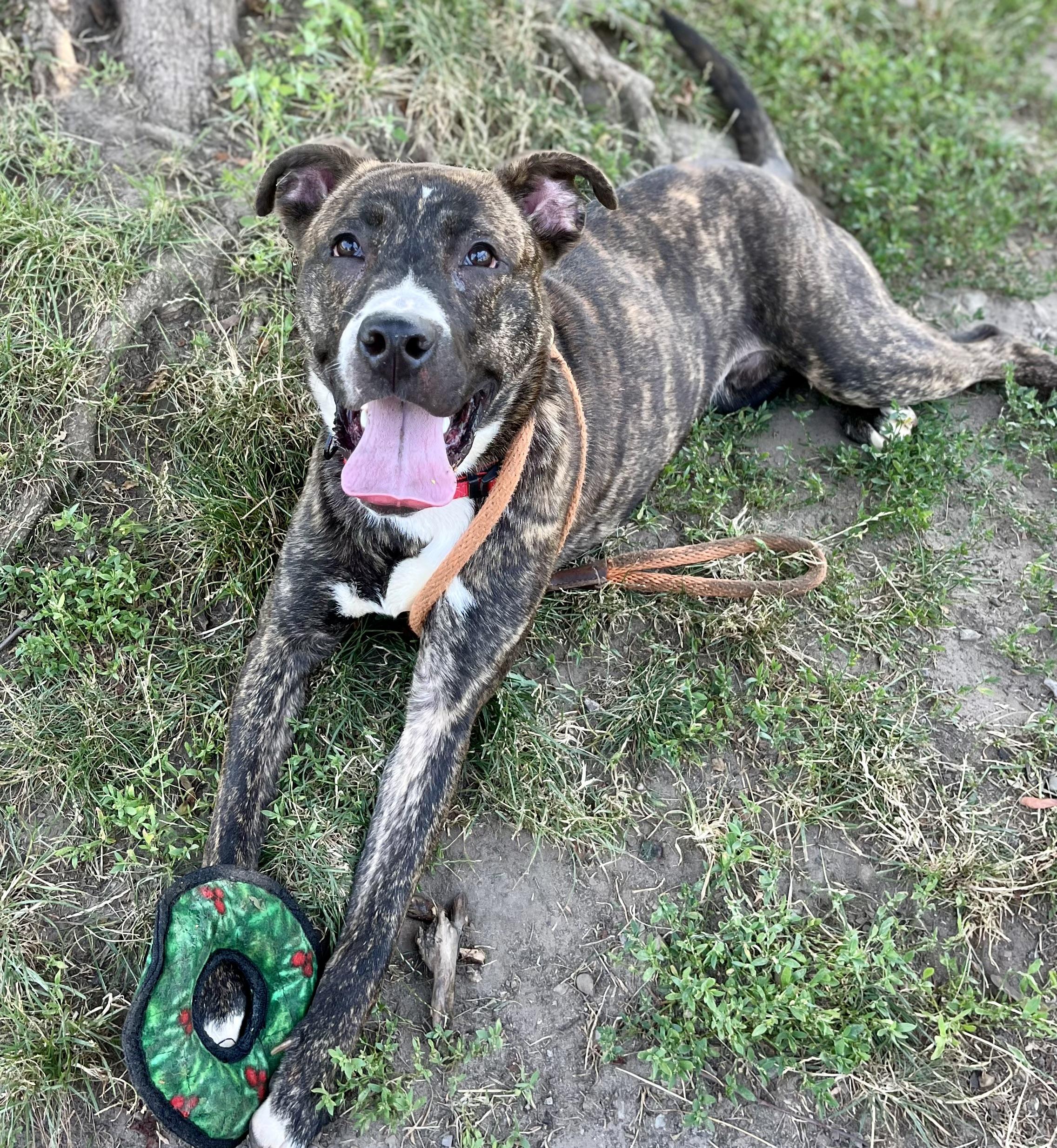 Enlarge Boomerang, a Adoptable Pit Bull Terrier in Buffalo, NY image 6/6