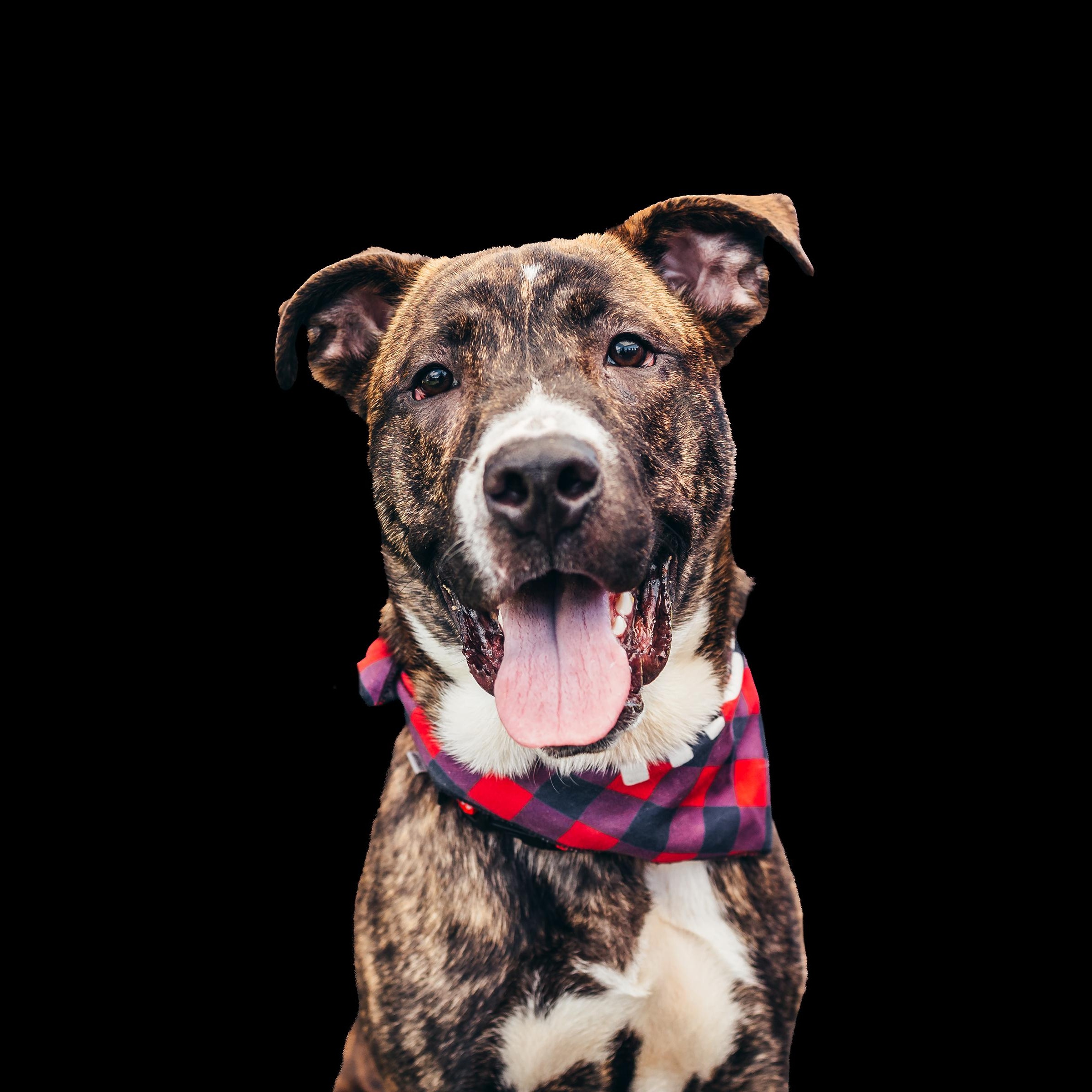 Boomerang, Adoptable, Young Male Pit Bull Terrier & Shepherd.