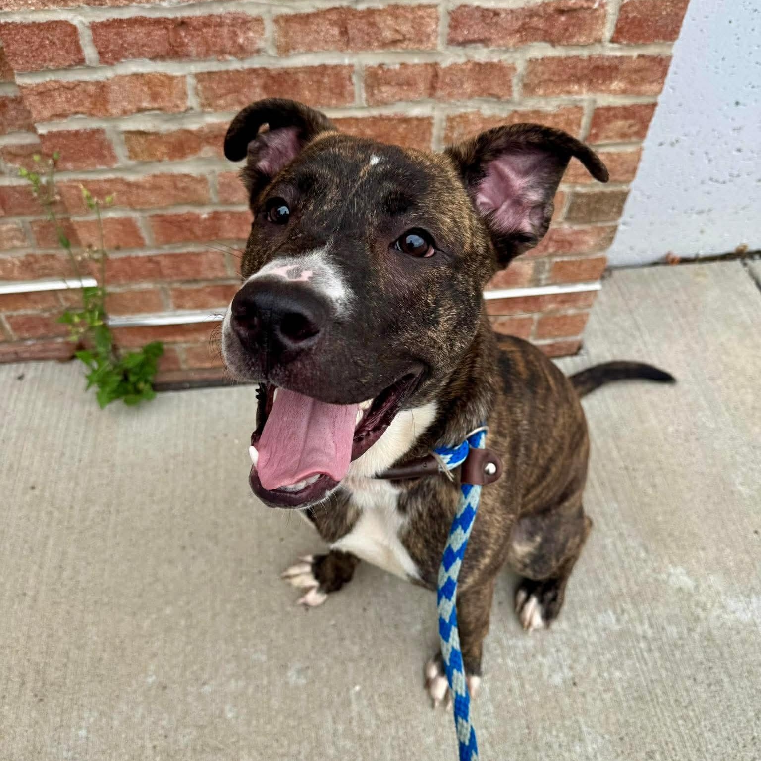 Enlarge Boomerang, a Adoptable Pit Bull Terrier in Buffalo, NY image 2/6