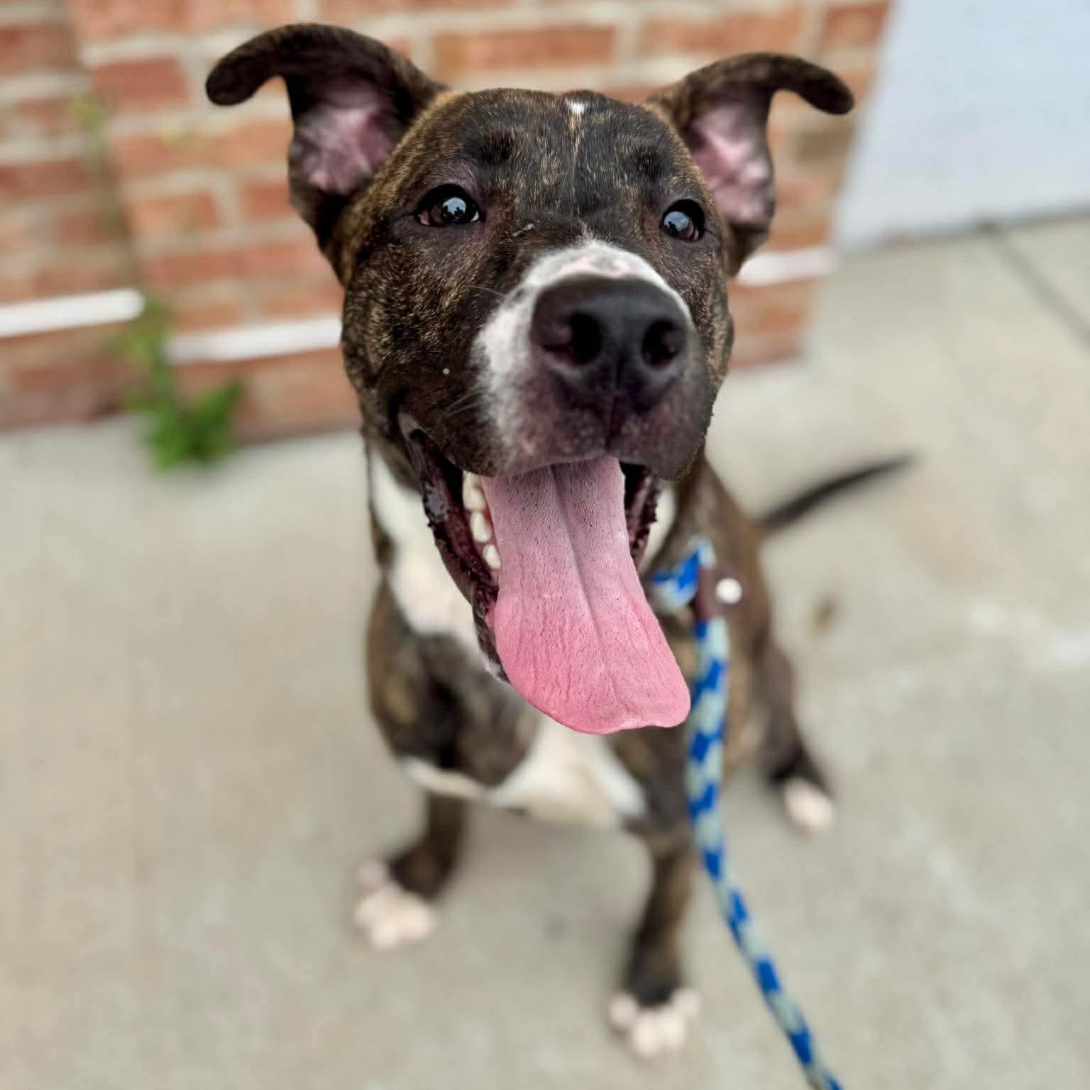 Enlarge Boomerang, a Adoptable Pit Bull Terrier in Buffalo, NY image 3/6