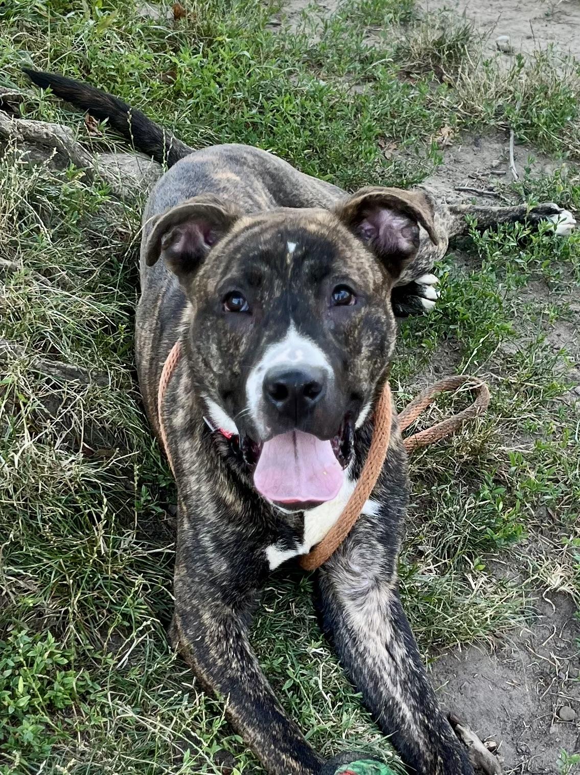 Boomerang, Adoptable, Young Male Pit Bull Terrier.