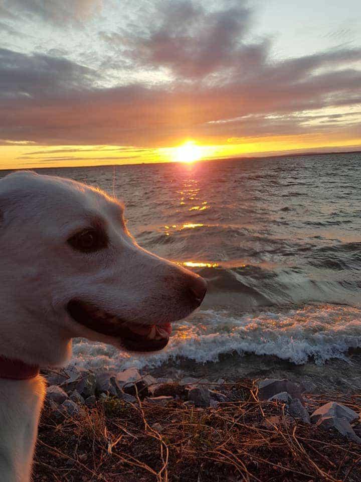 Jersey, Adoptable, Senior Female White German Shepherd & Husky.