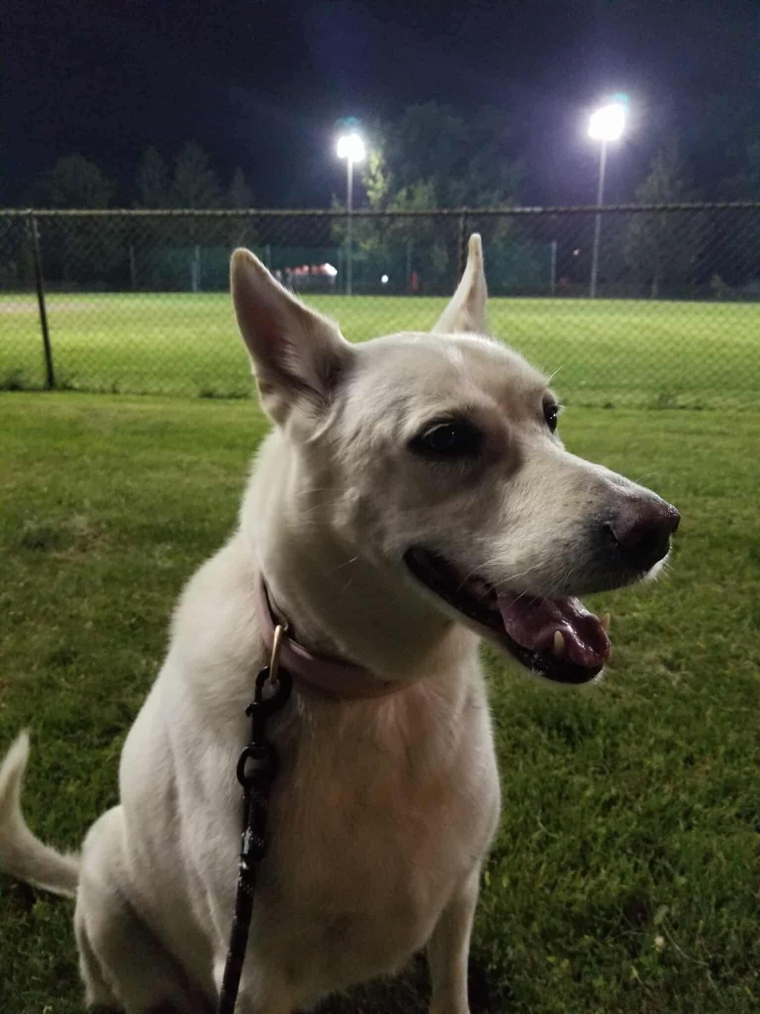 Jersey, a Adoptable mixed breed in Pointe-Claire, QC image 3/6