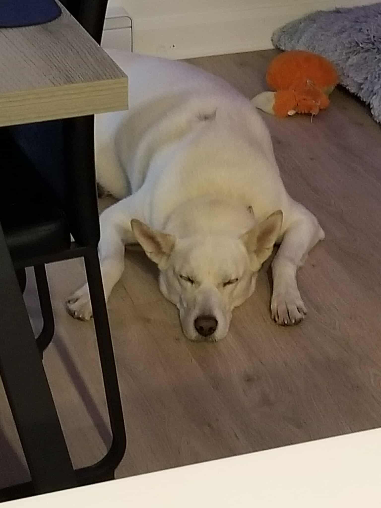 Jersey, Adoptable, Senior Female White German Shepherd & Husky.