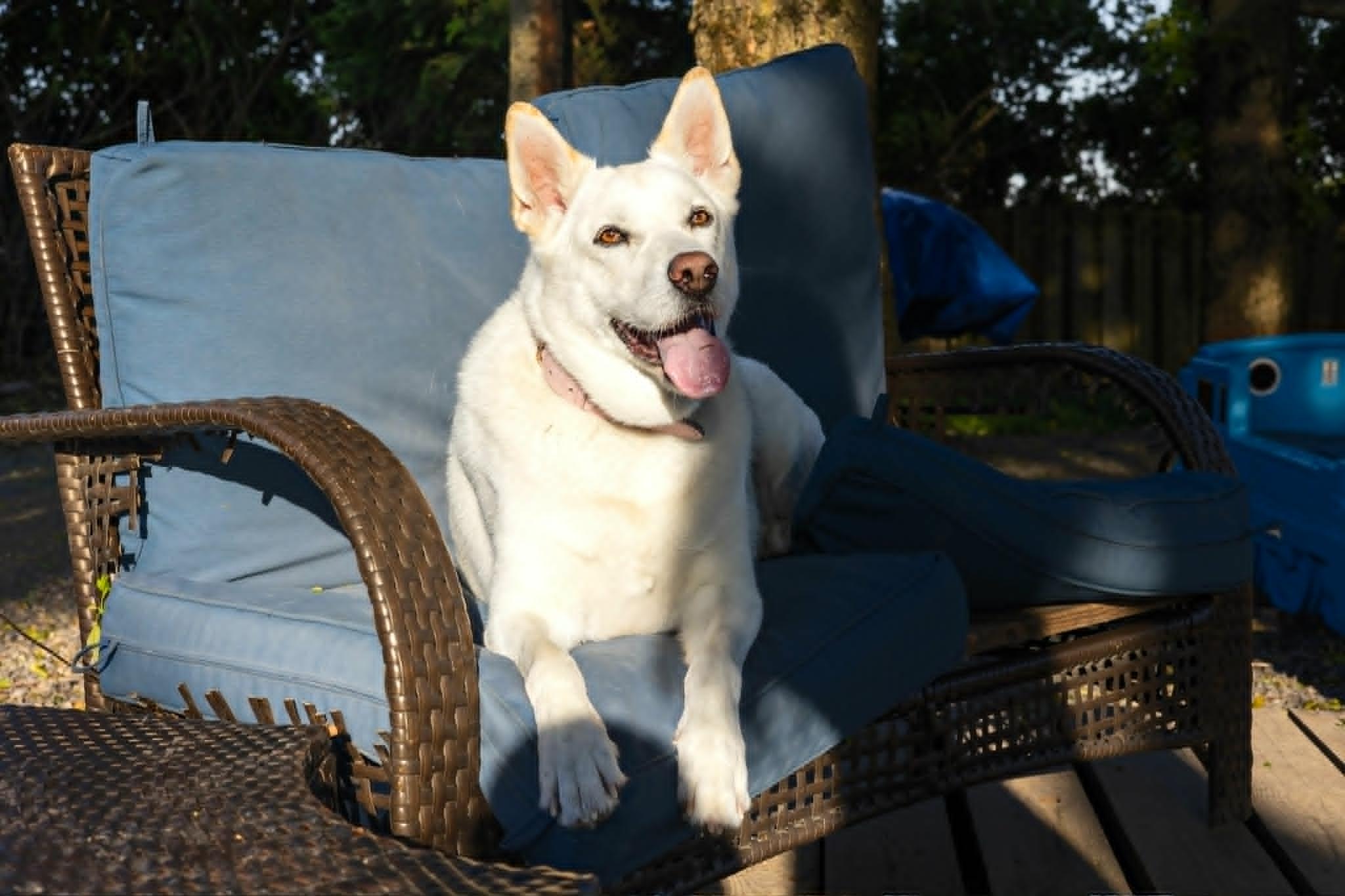 Jersey, a Adoptable mixed breed in Pointe-Claire, QC image 4/6