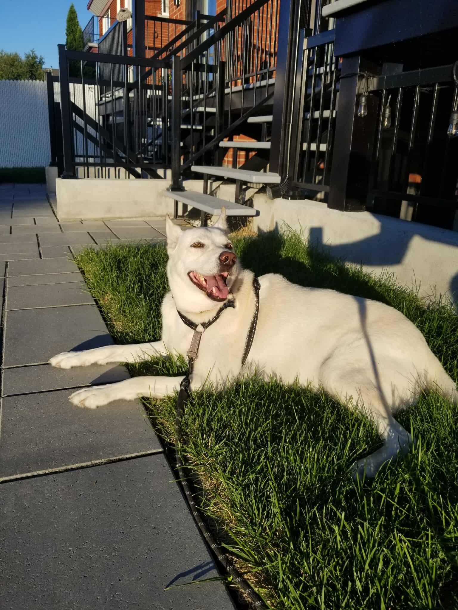 Jersey, a Adoptable mixed breed in Pointe-Claire, QC image 5/6