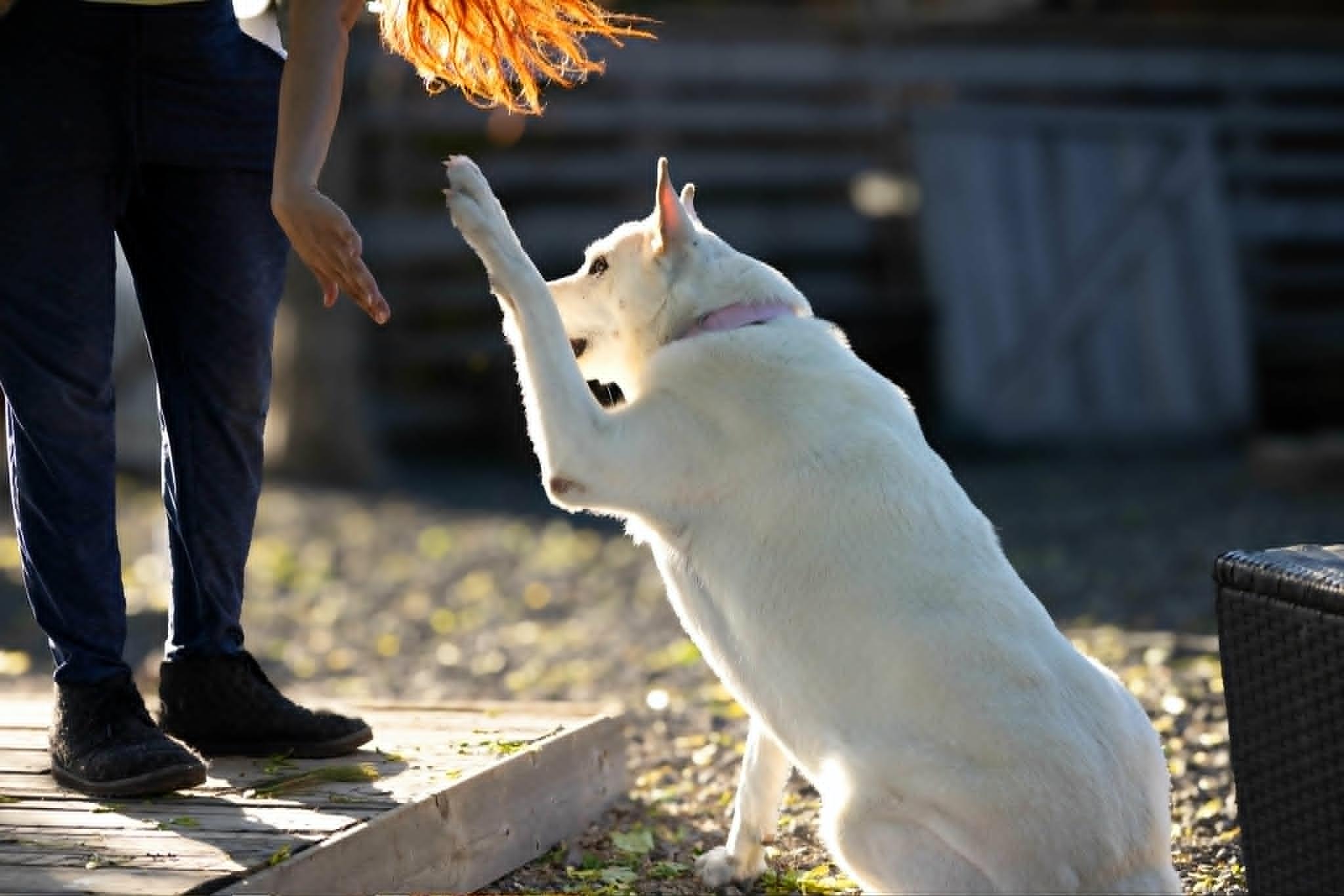 Jersey, a Adoptable mixed breed in Pointe-Claire, QC image 6/6