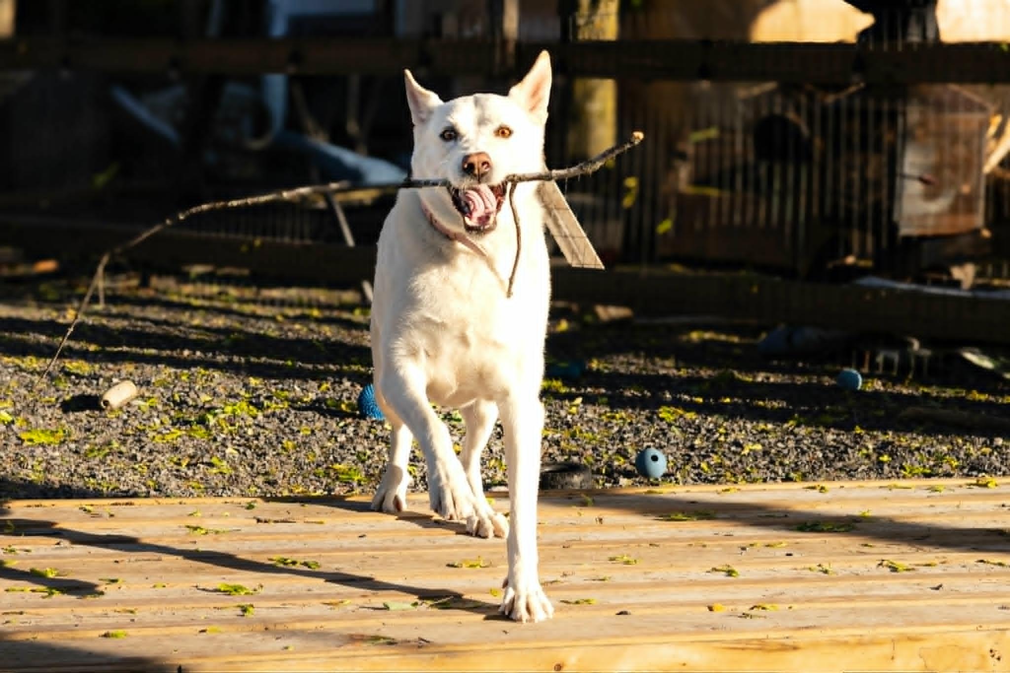 Jersey, a Adoptable mixed breed in Pointe-Claire, QC image 5/6