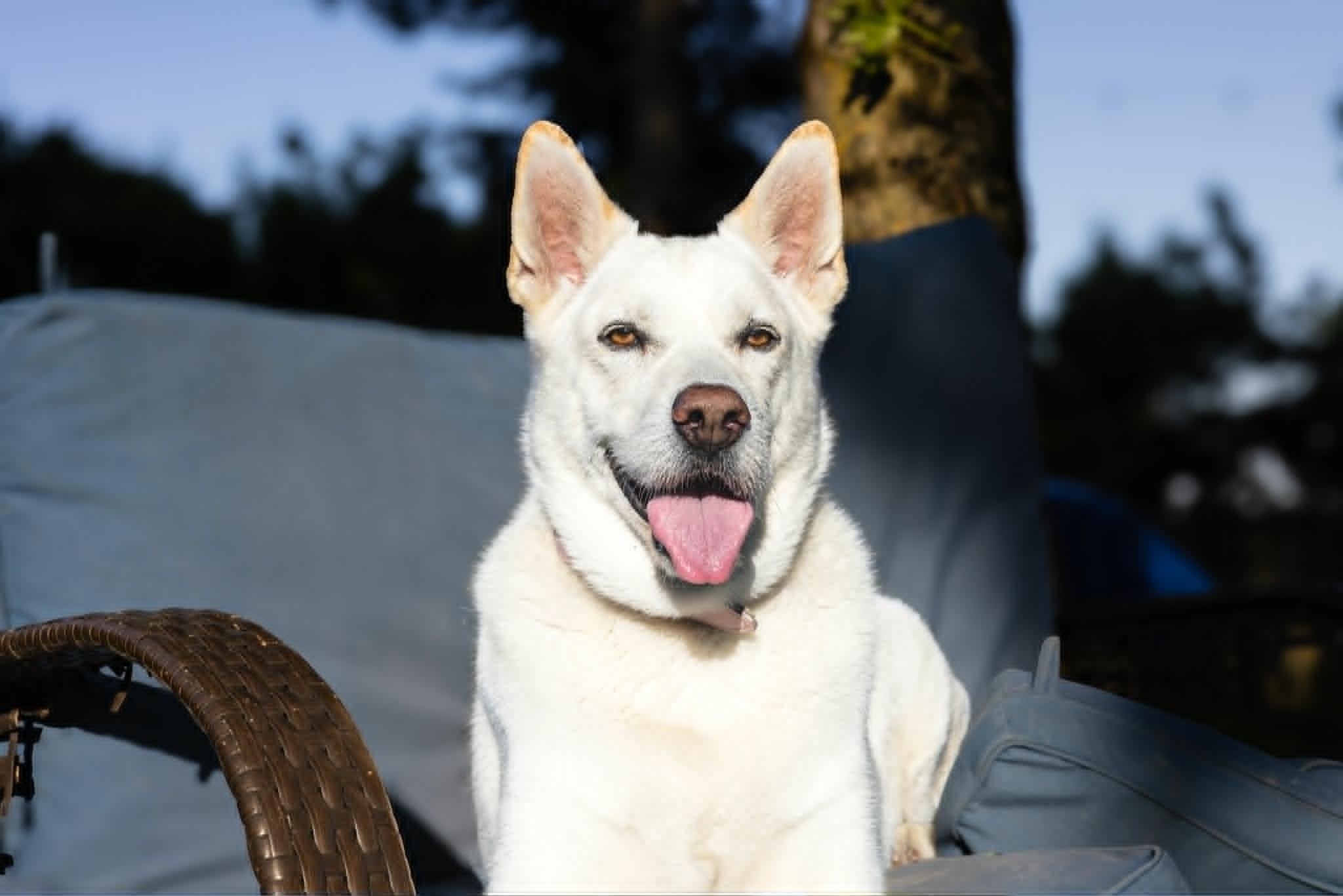 Jersey, Adoptable, Senior Female White German Shepherd & Husky.