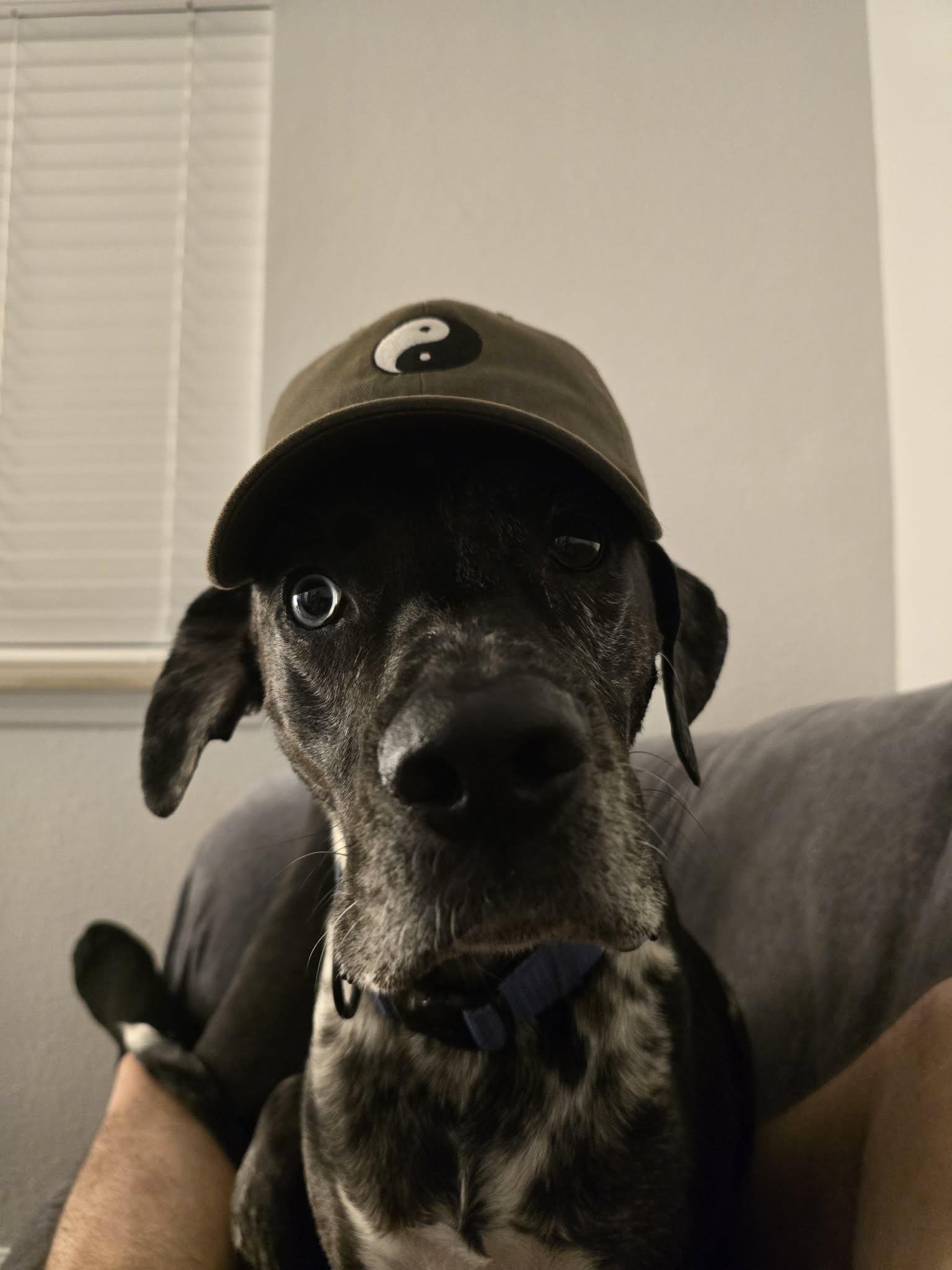 Enlarge JOEY-JJ (ALBUQUERQUE NEW MEXICO), a Adoptable Catahoula Leopard Dog in Albuquerque,, NM image 3/4