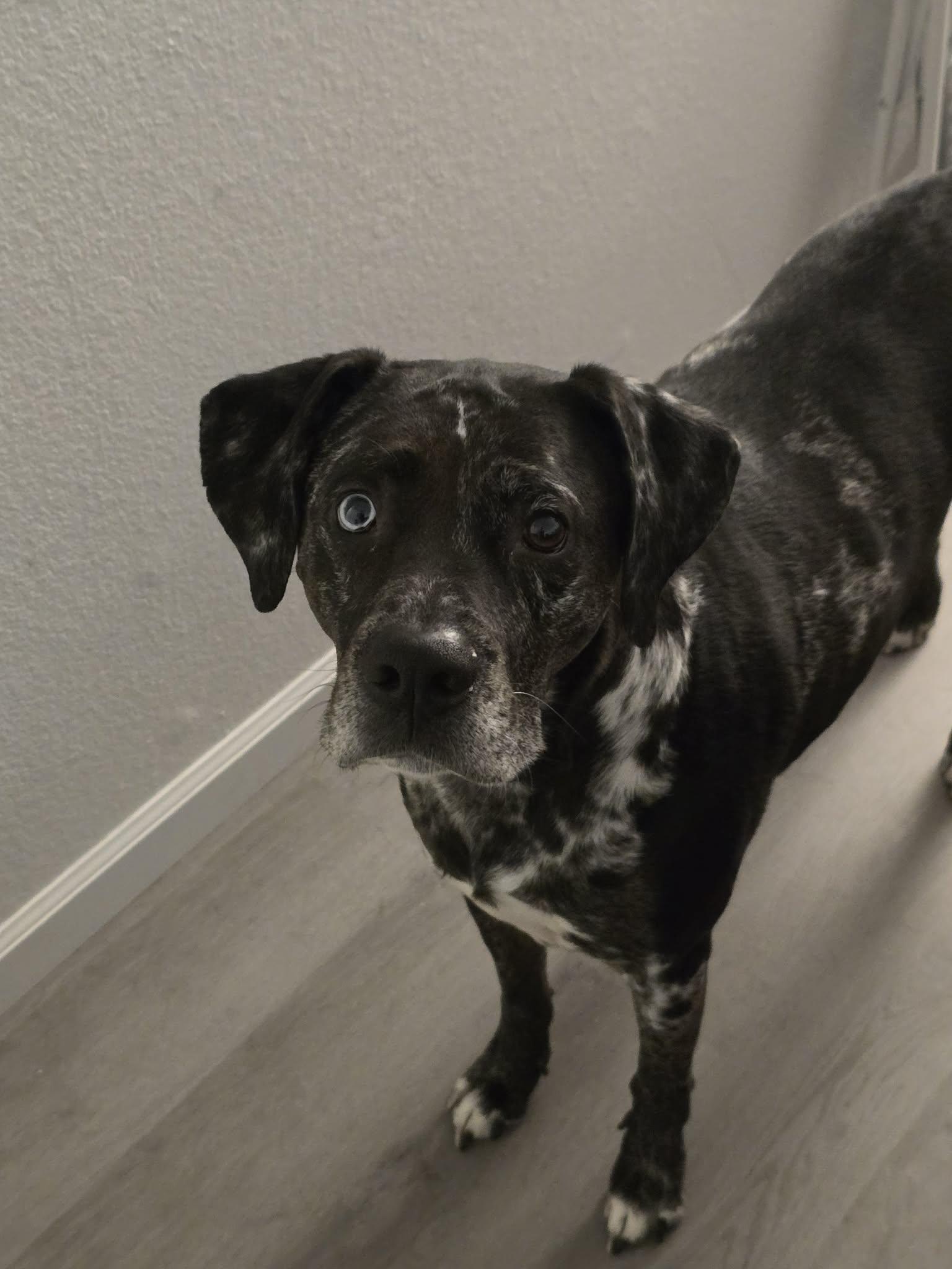 Enlarge JOEY-JJ (ALBUQUERQUE NEW MEXICO), a Adoptable Catahoula Leopard Dog in Albuquerque,, NM image 2/4