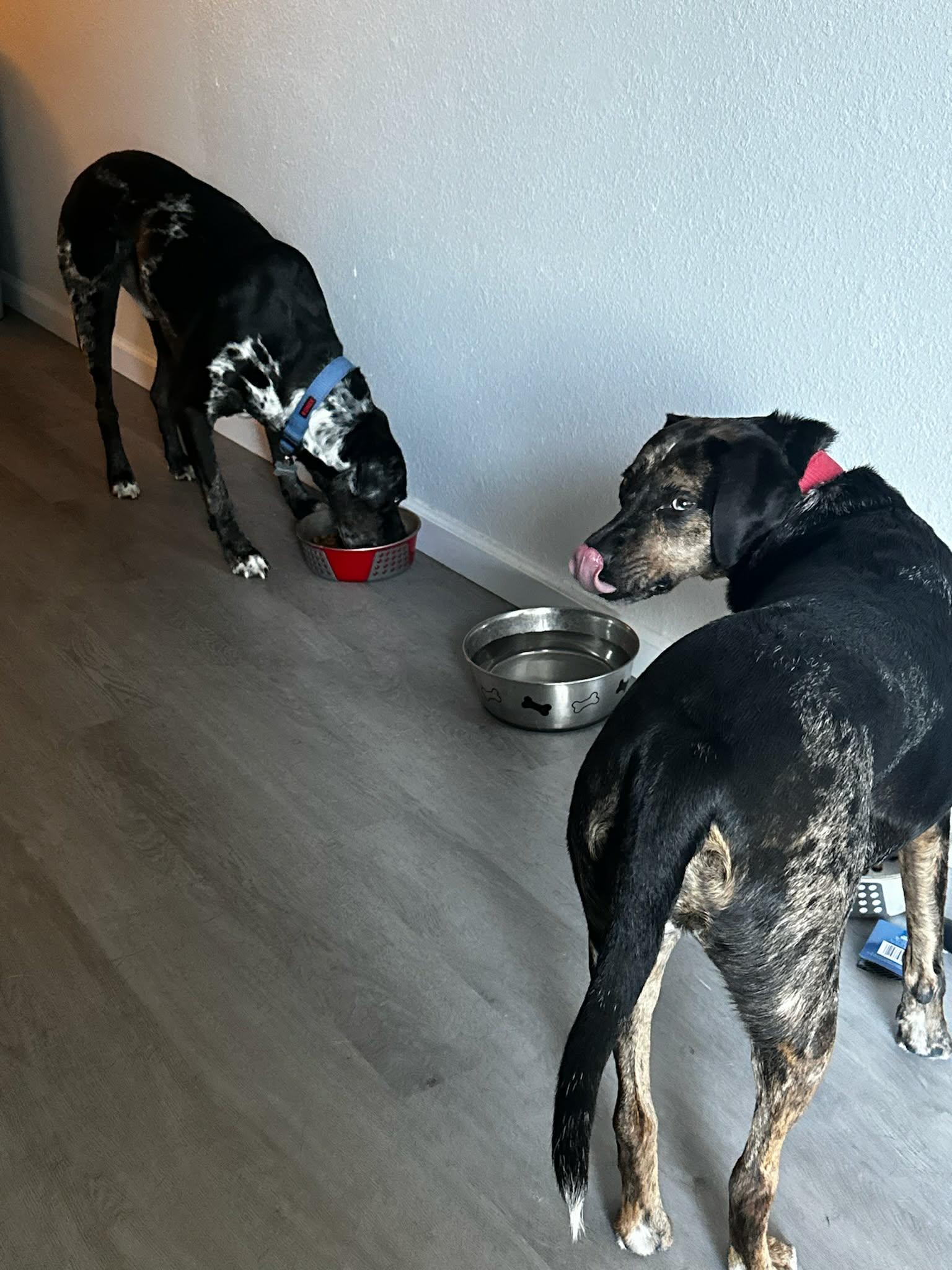 Enlarge JOEY-JJ (ALBUQUERQUE NEW MEXICO), a Adoptable Catahoula Leopard Dog in Albuquerque,, NM image 4/4