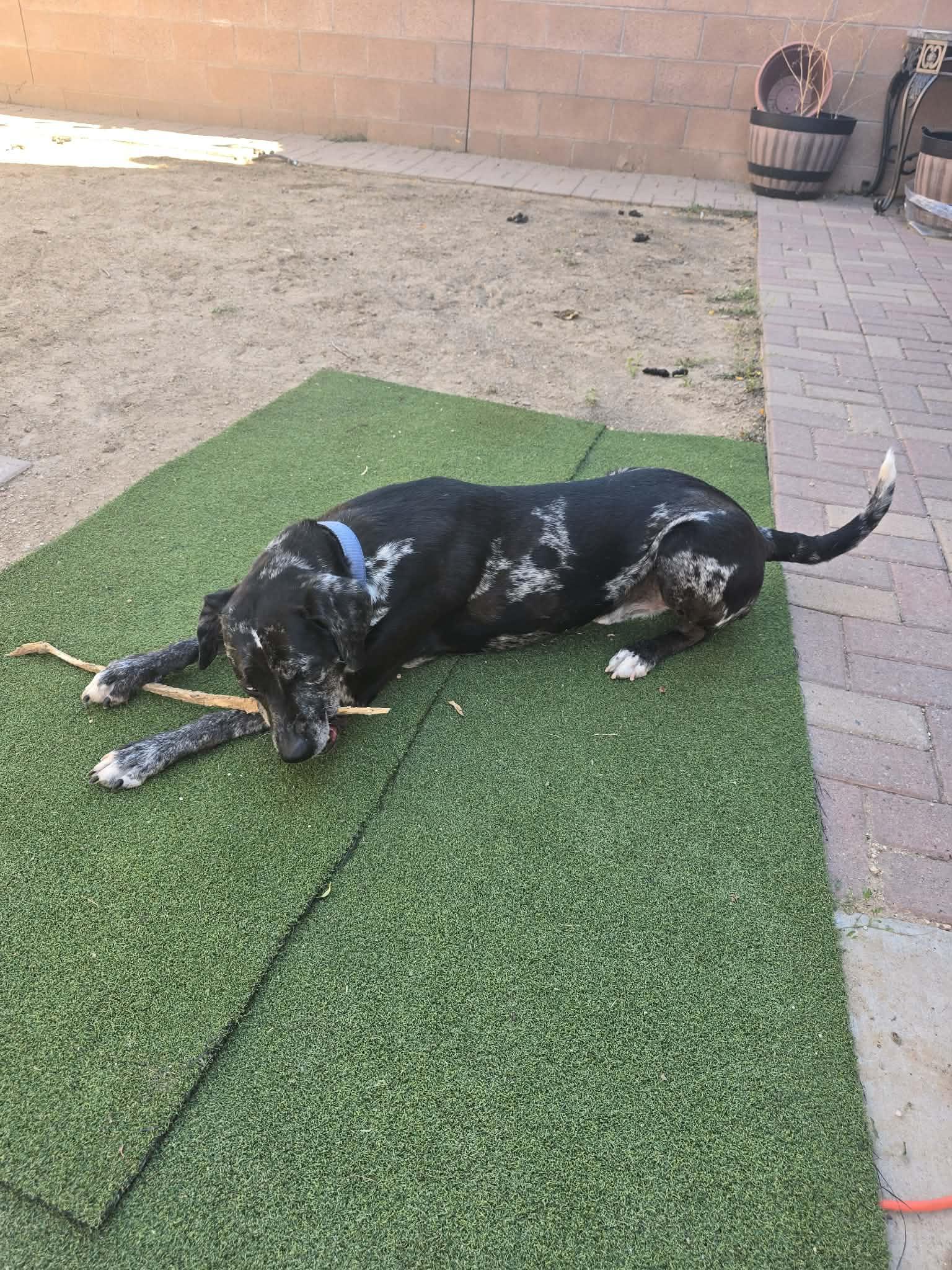 Enlarge JOEY-JJ (ALBUQUERQUE NEW MEXICO), a Adoptable Catahoula Leopard Dog in Albuquerque,, NM image 1/4