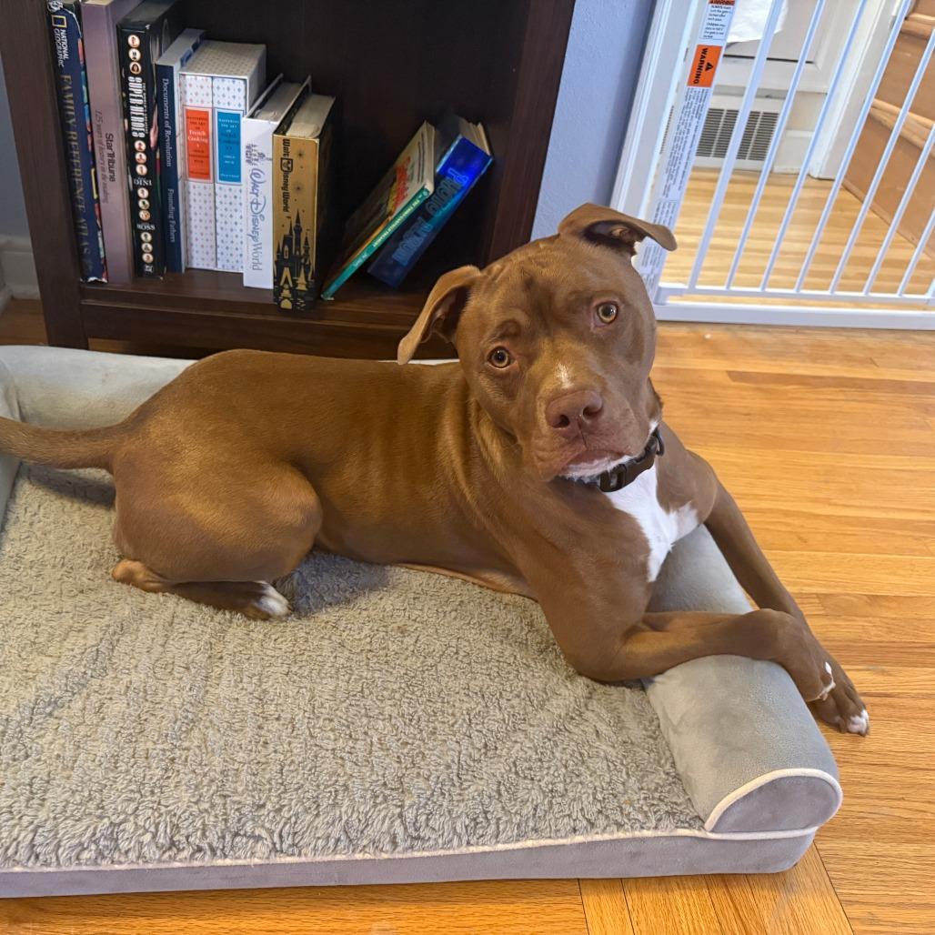 Teddy, Adoptable, Young Male Mixed Breed.