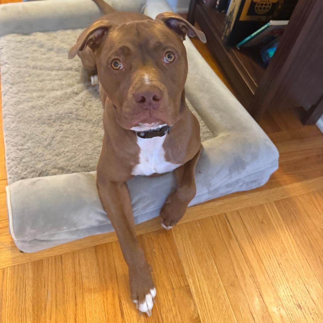 Enlarge Teddy, a Adoptable Mixed Breed in St. Paul, MN image 2/4