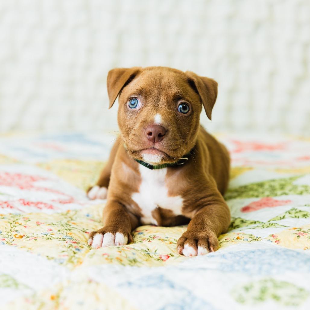 Enlarge Teddy, a Adoptable Mixed Breed in St. Paul, MN image 3/4
